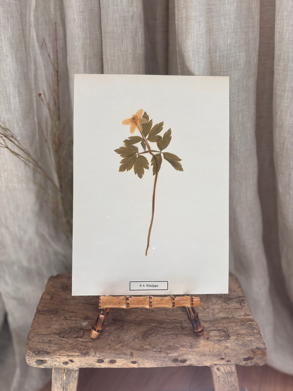Vintage Pressed Swedish Herbarium F.6. Vitsippa (Wood Anemone)