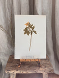 Vintage Pressed Swedish Herbarium F.6. Vitsippa (Wood Anemone)