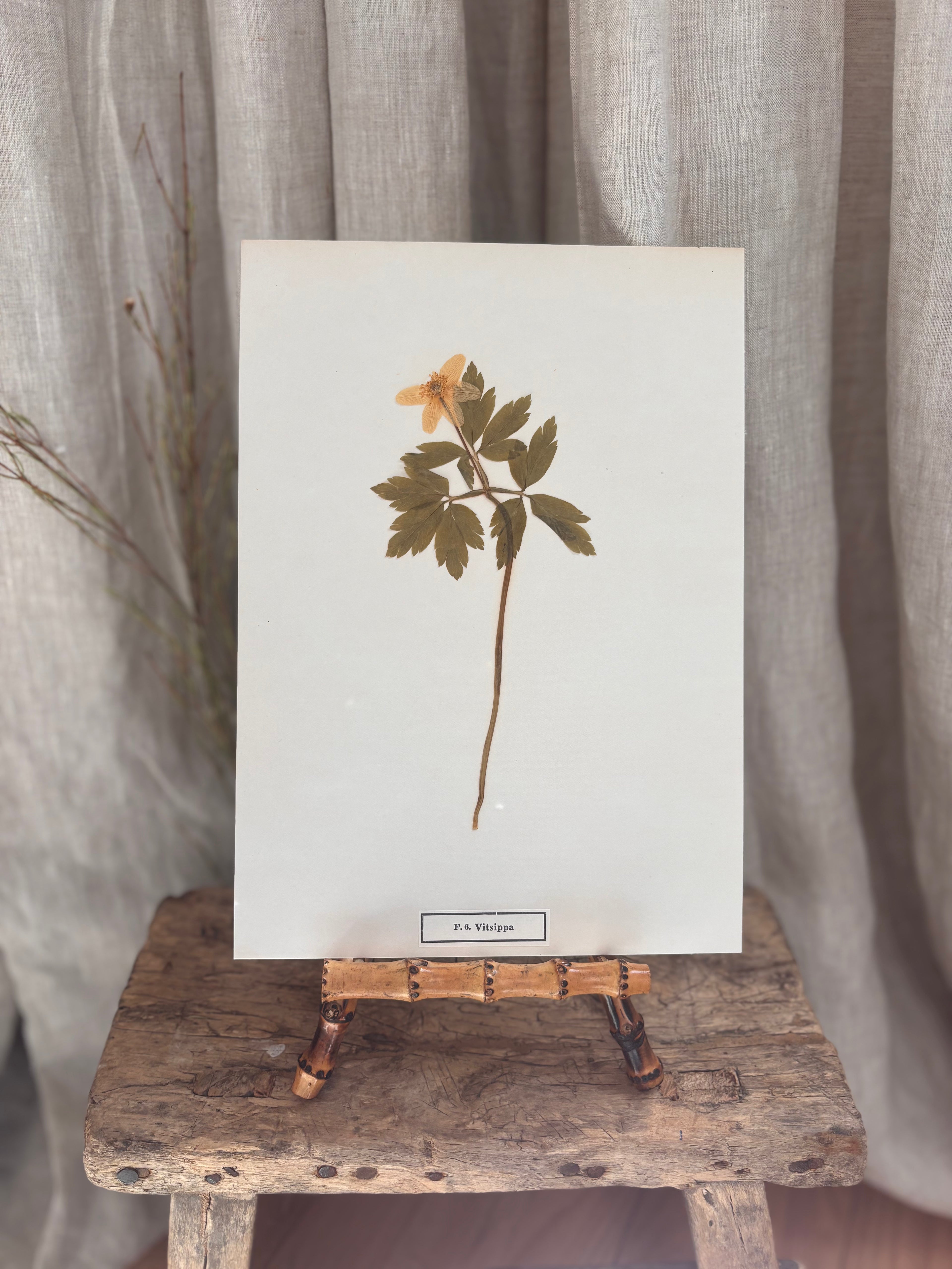 Vintage Pressed Swedish Herbarium F.6. Vitsippa (Wood Anemone)