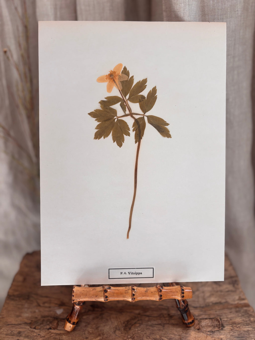 Vintage Pressed Swedish Herbarium F.6. Vitsippa (Wood Anemone)