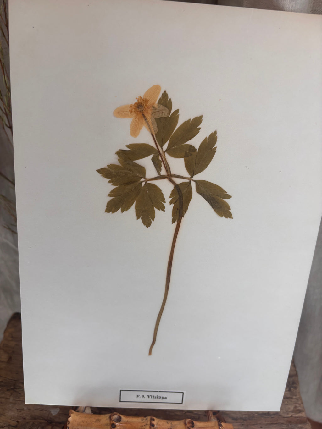 Vintage Pressed Swedish Herbarium F.6. Vitsippa (Wood Anemone)