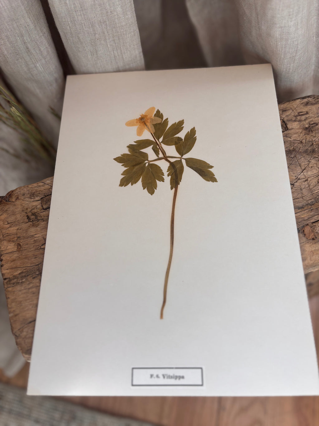 Vintage Pressed Swedish Herbarium F.6. Vitsippa (Wood Anemone)
