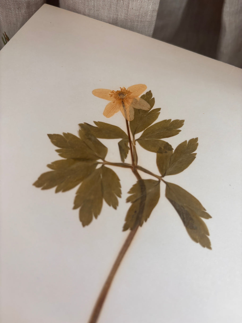 Vintage Pressed Swedish Herbarium F.6. Vitsippa (Wood Anemone)