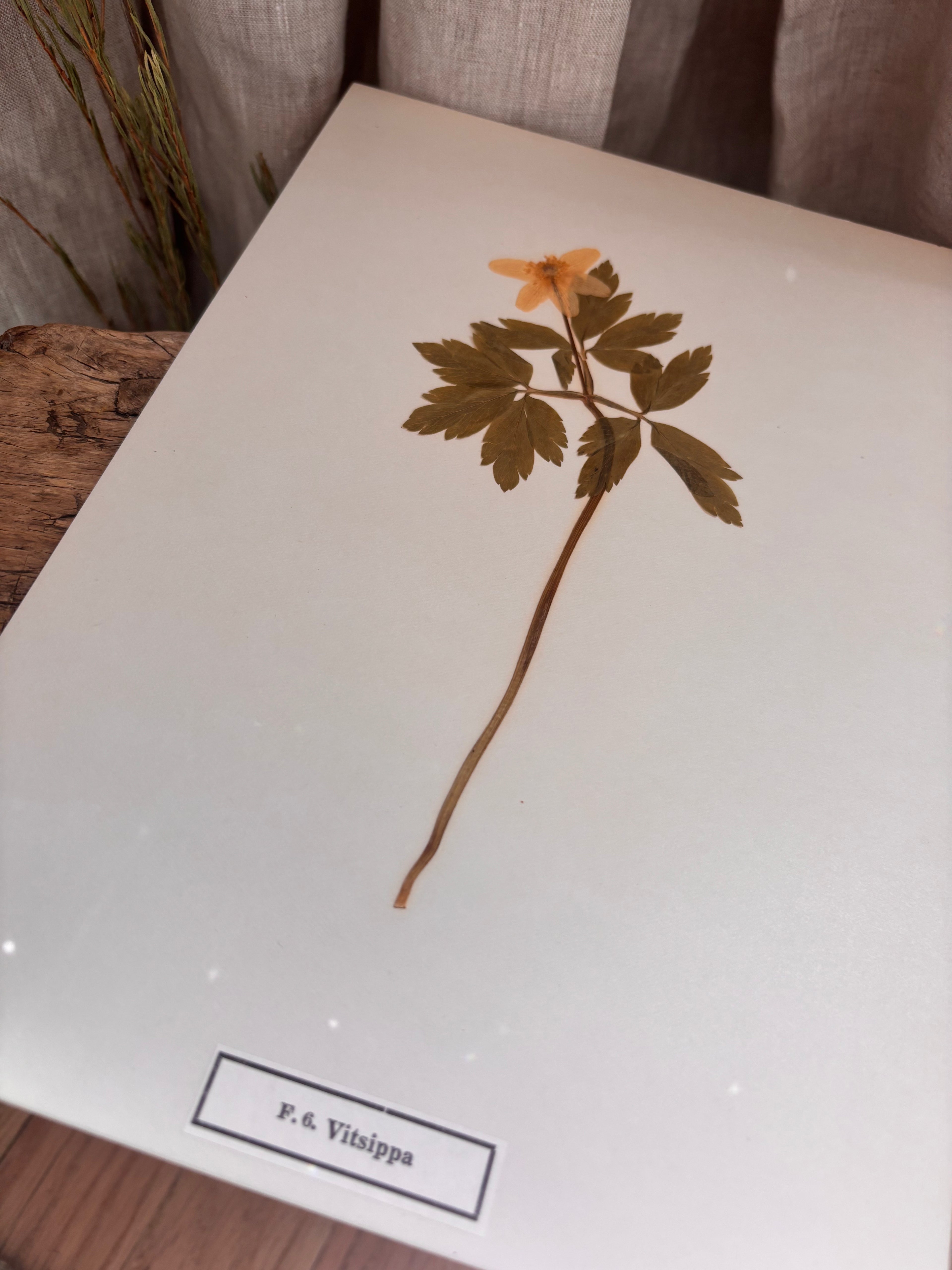 Vintage Pressed Swedish Herbarium F.6. Vitsippa (Wood Anemone)