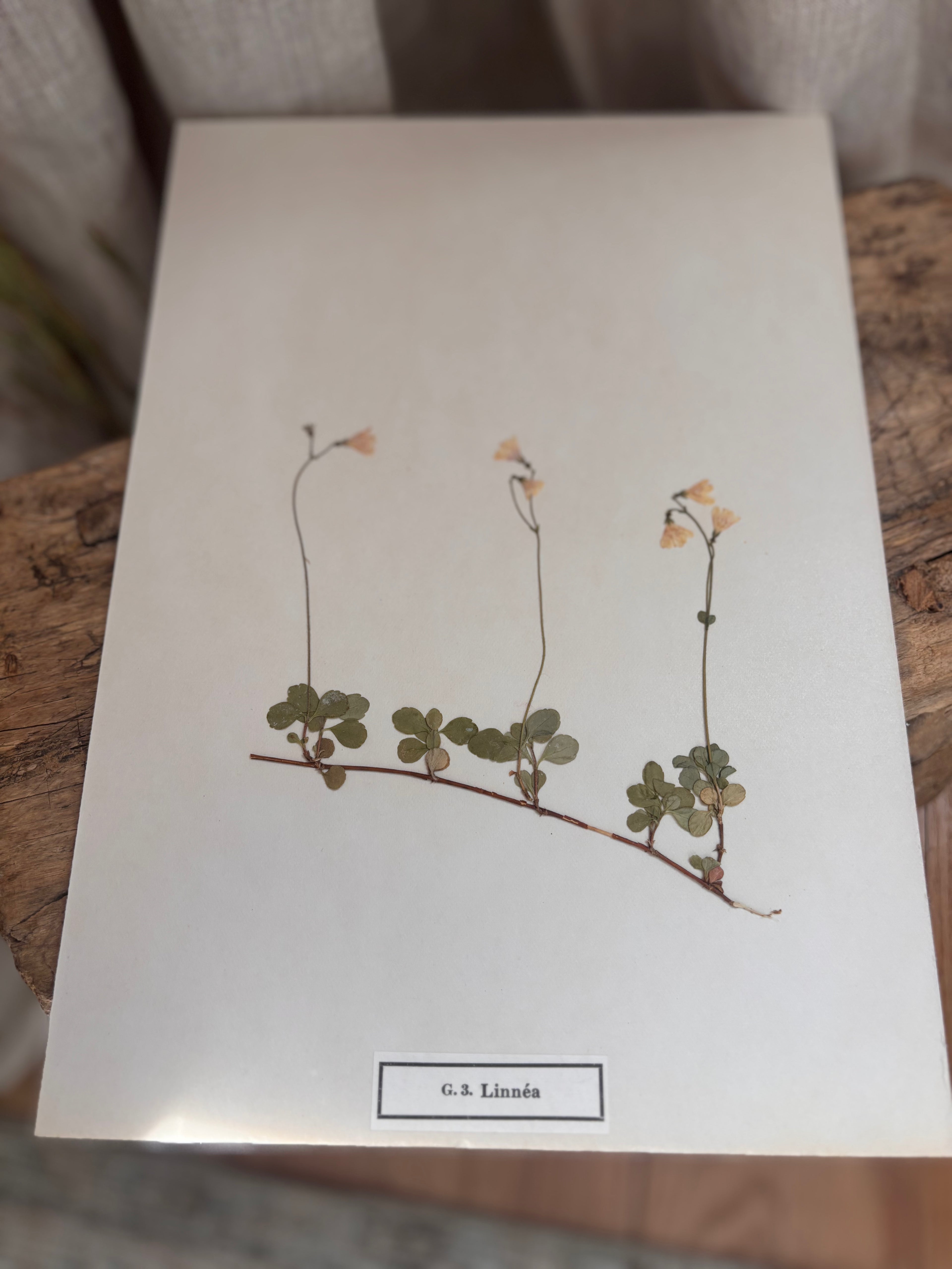 Vintage Pressed Swedish Herbarium G.3. Linnéa (Twinflower)