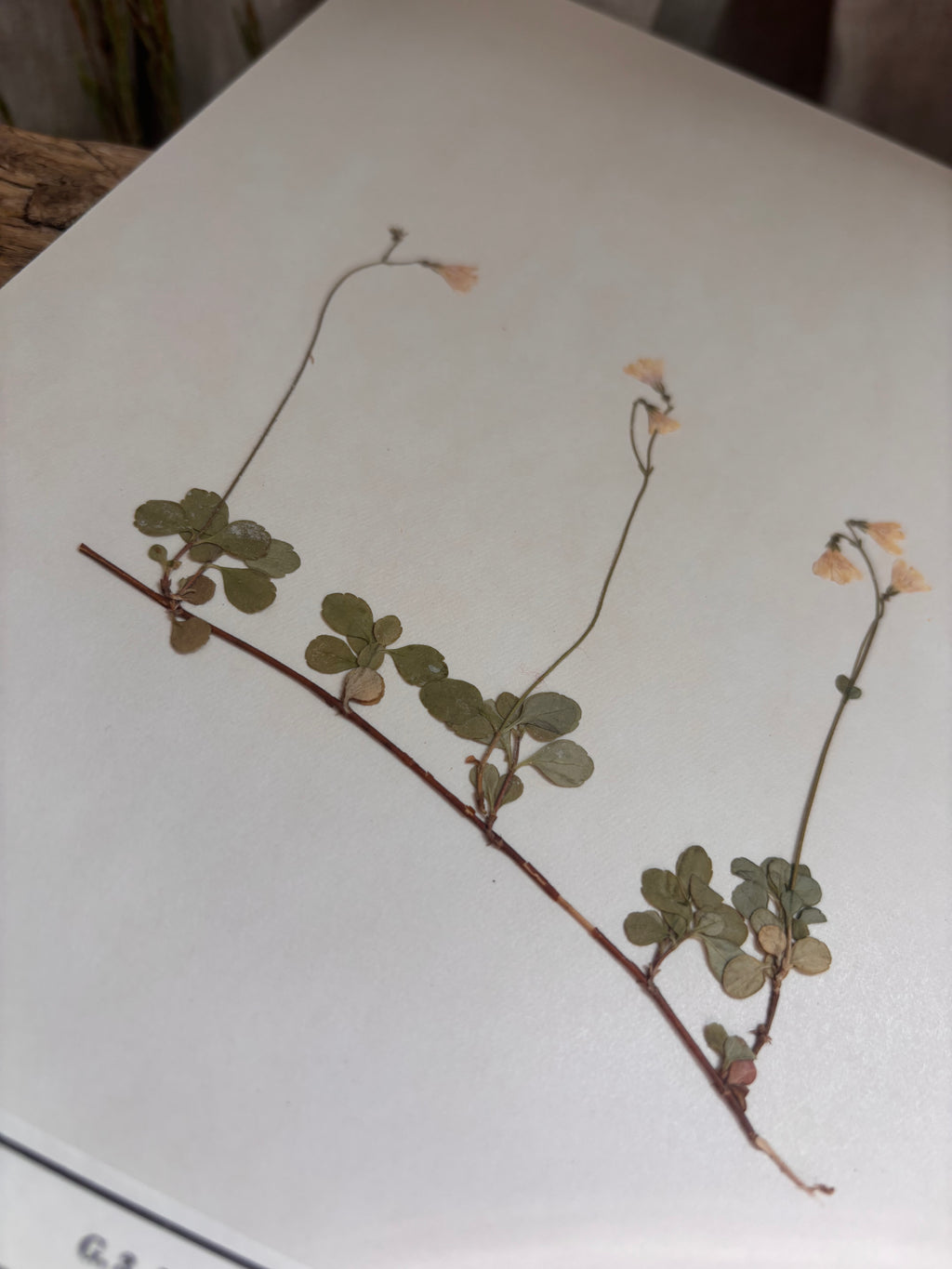 Vintage Pressed Swedish Herbarium G.3. Linnéa (Twinflower)