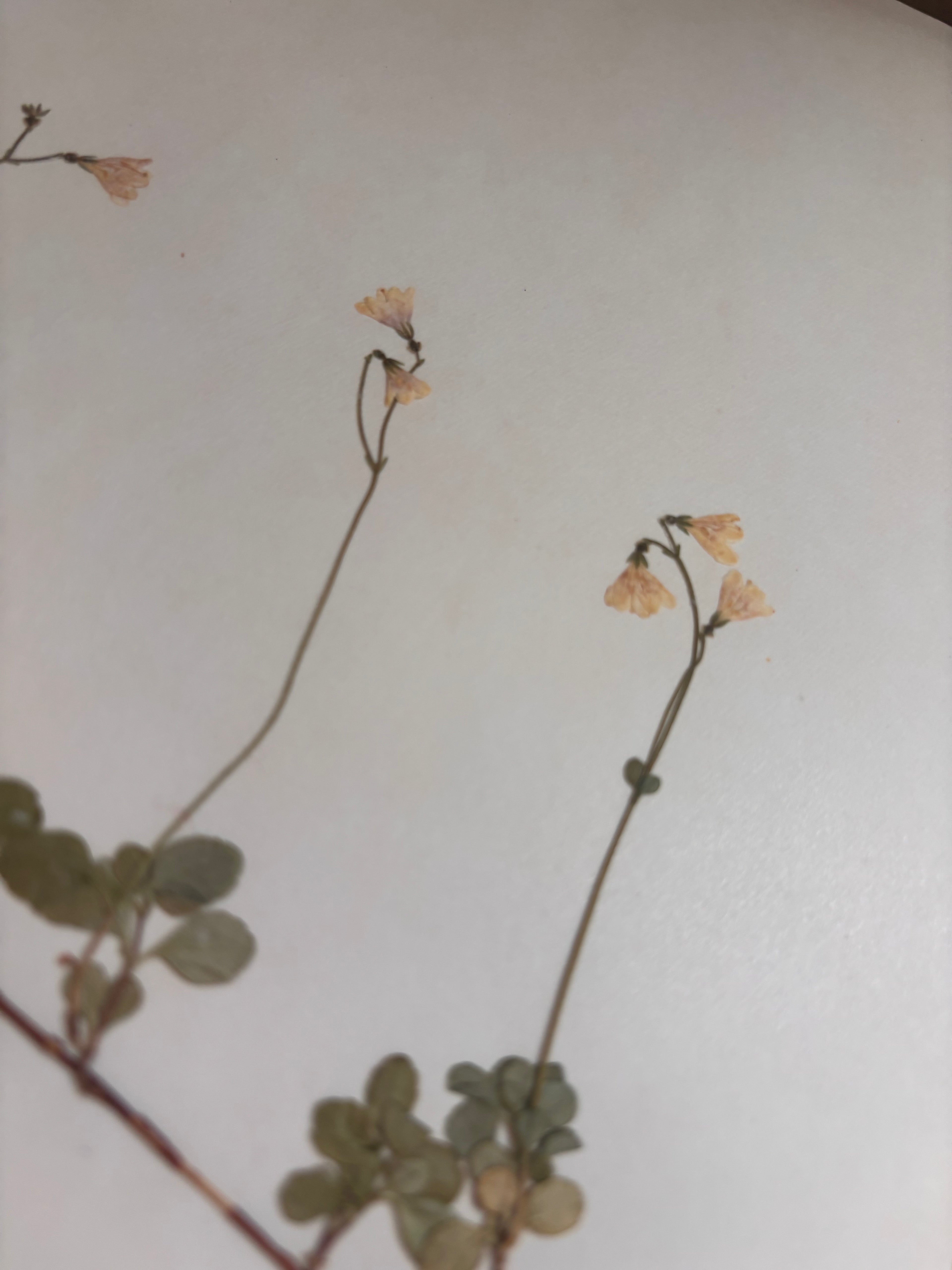 Vintage Pressed Swedish Herbarium G.3. Linnéa (Twinflower)