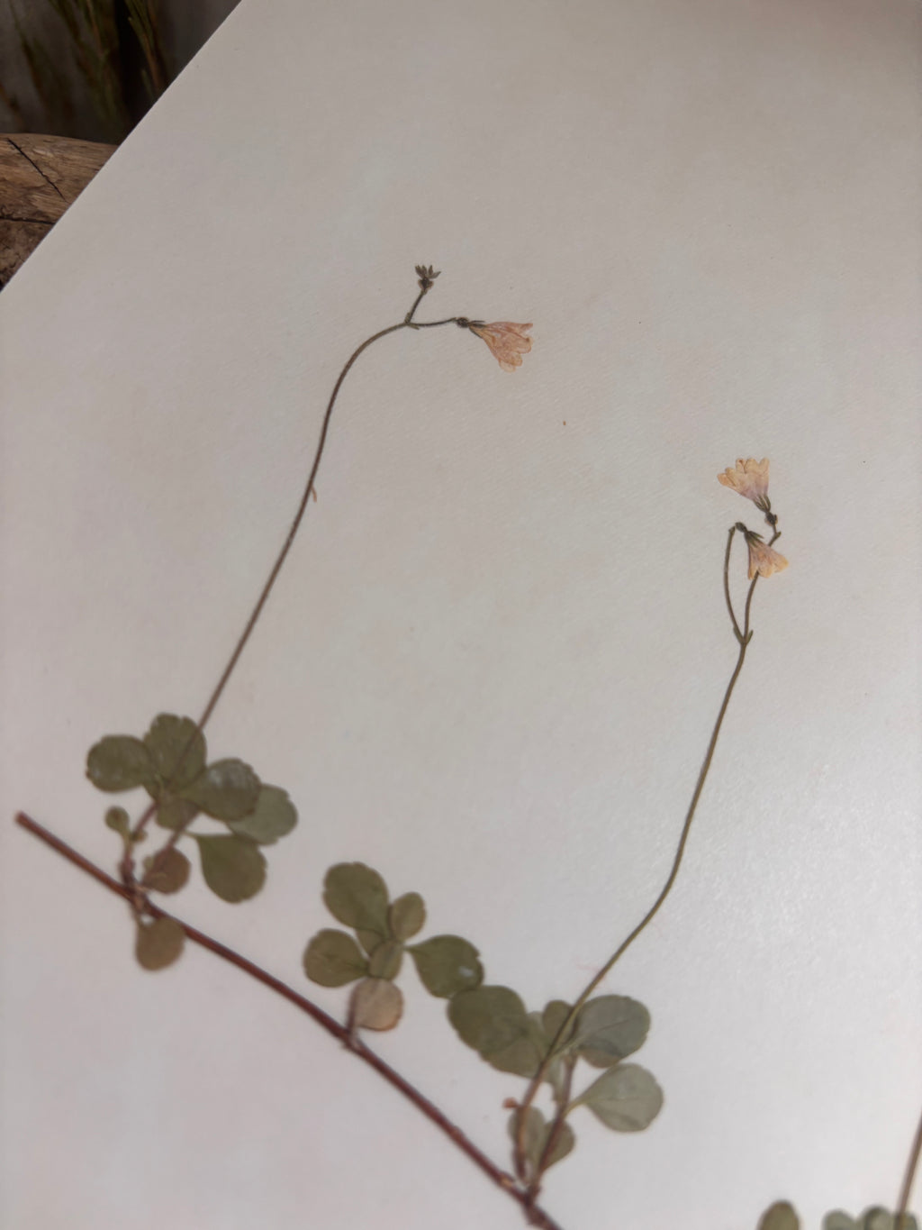 Vintage Pressed Swedish Herbarium G.3. Linnéa (Twinflower)