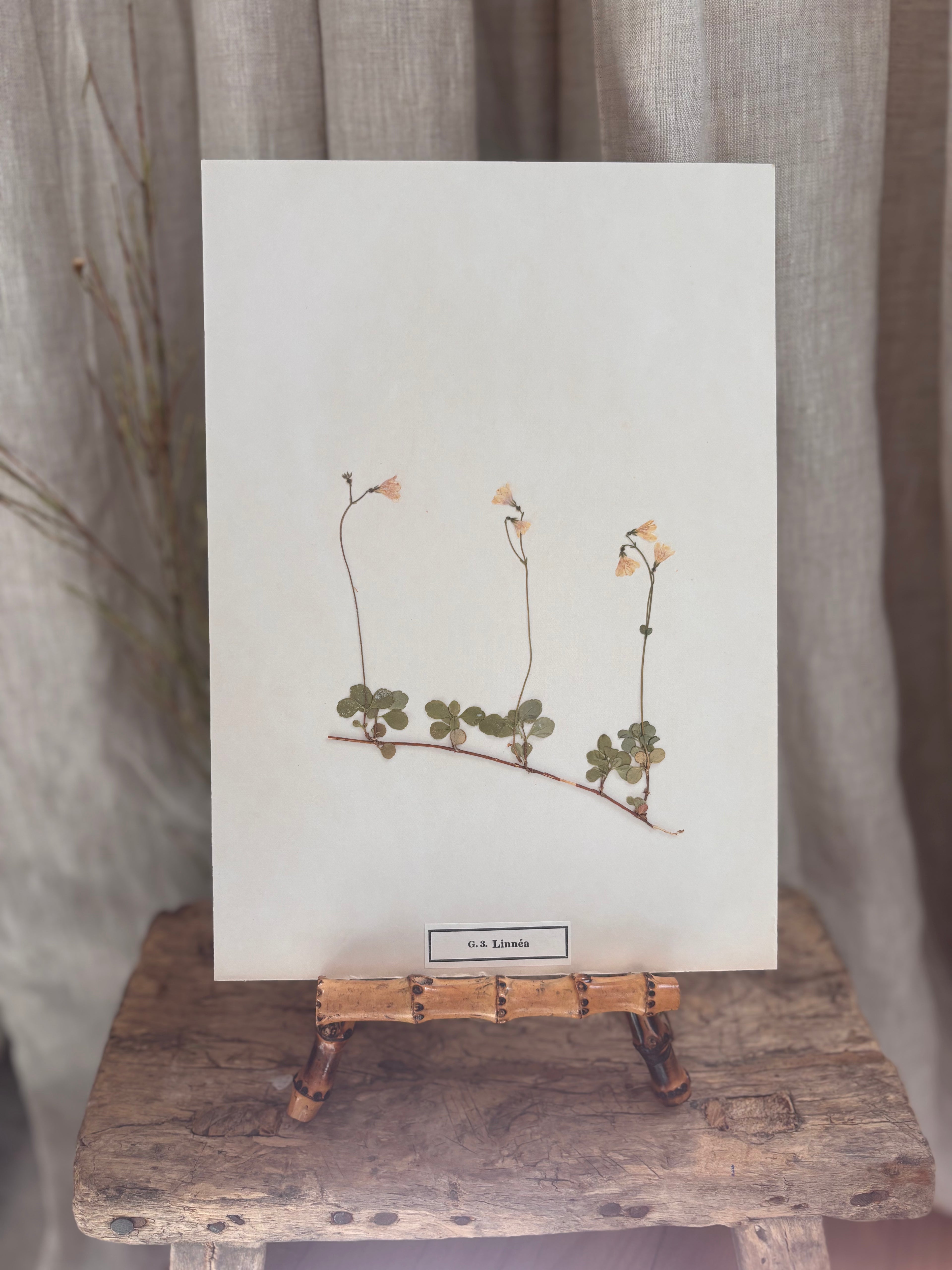 Vintage Pressed Swedish Herbarium G.3. Linnéa (Twinflower)