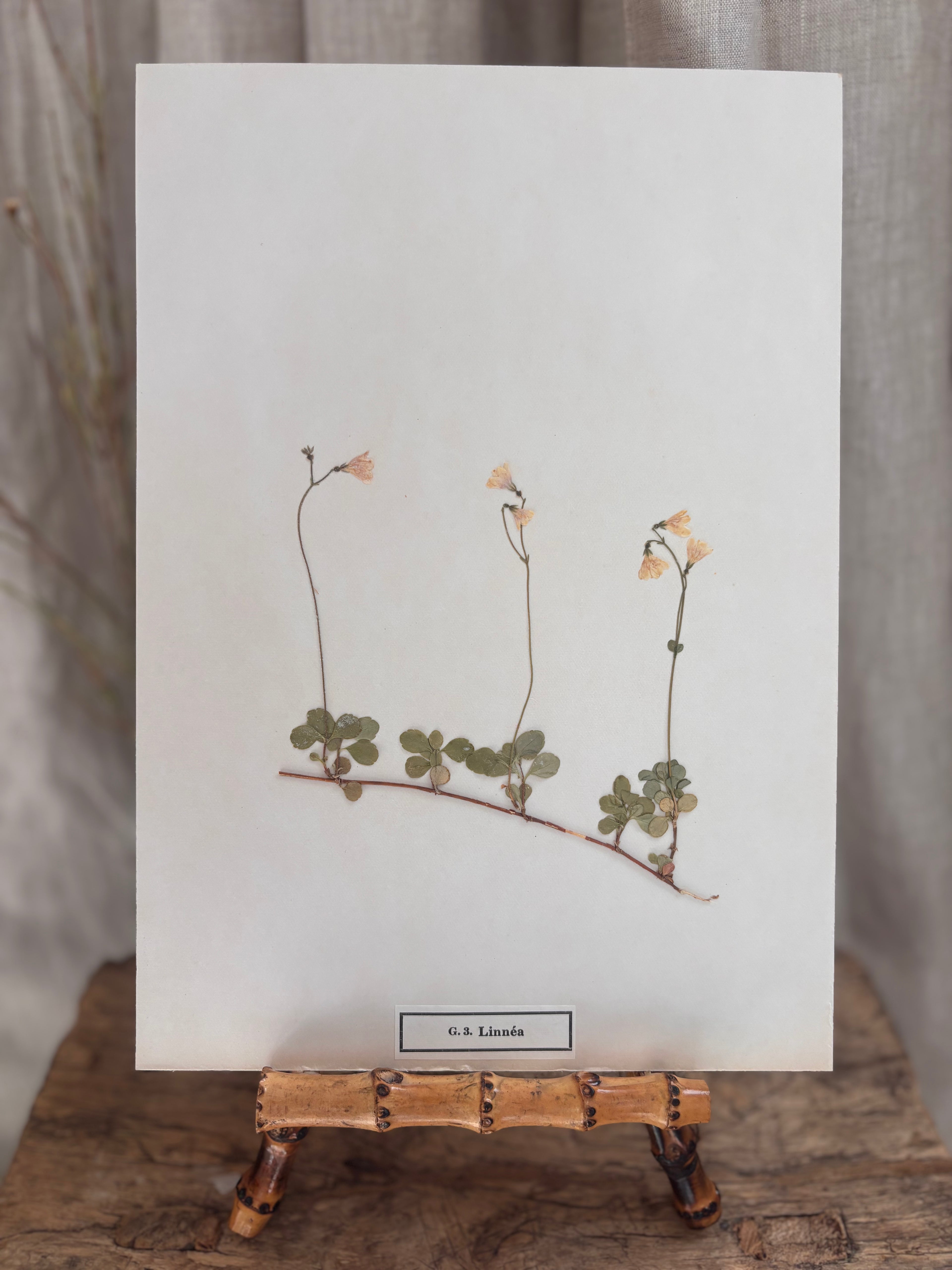 Vintage Pressed Swedish Herbarium G.3. Linnéa (Twinflower)