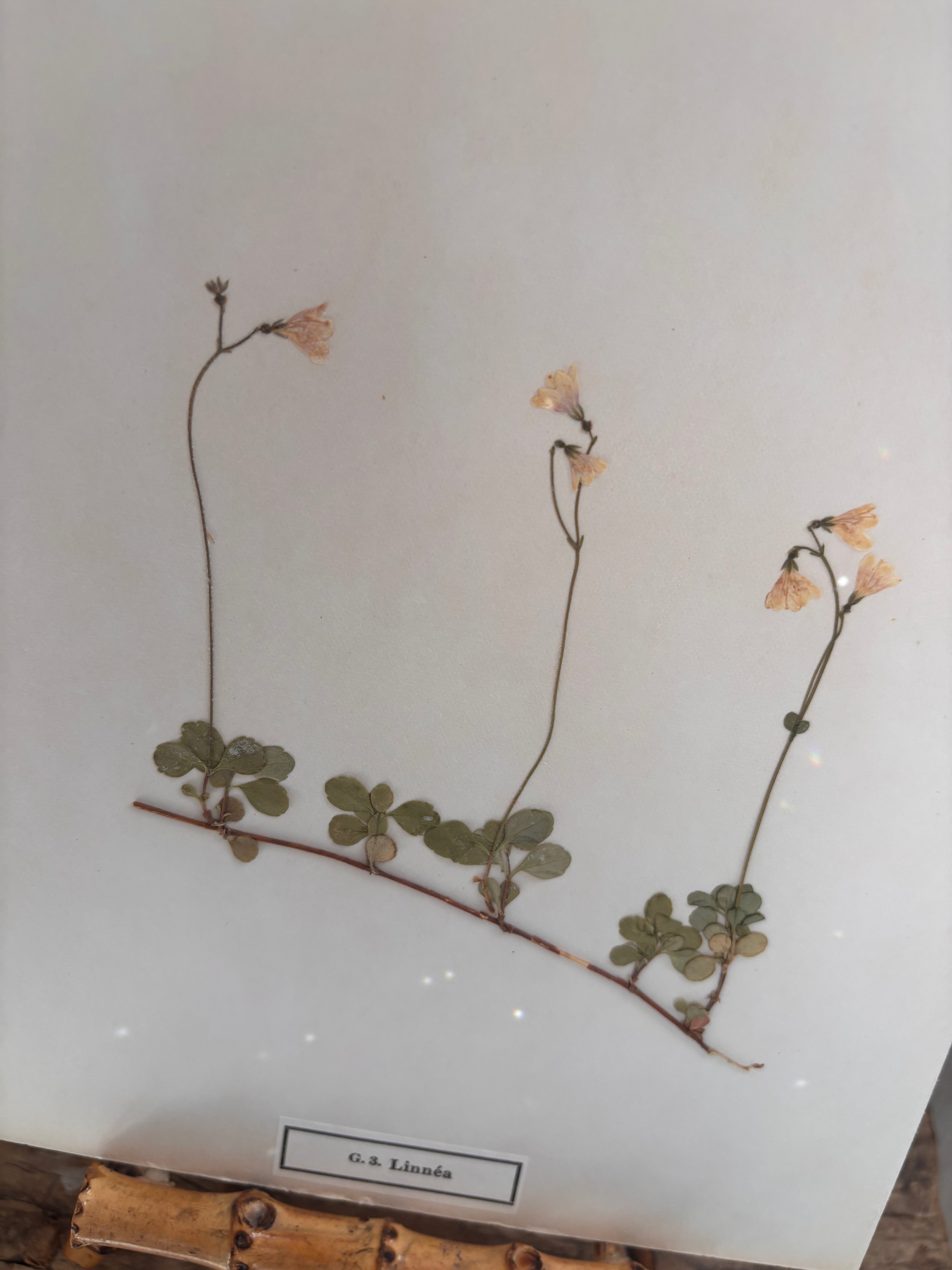 Vintage Pressed Swedish Herbarium G.3. Linnéa (Twinflower)