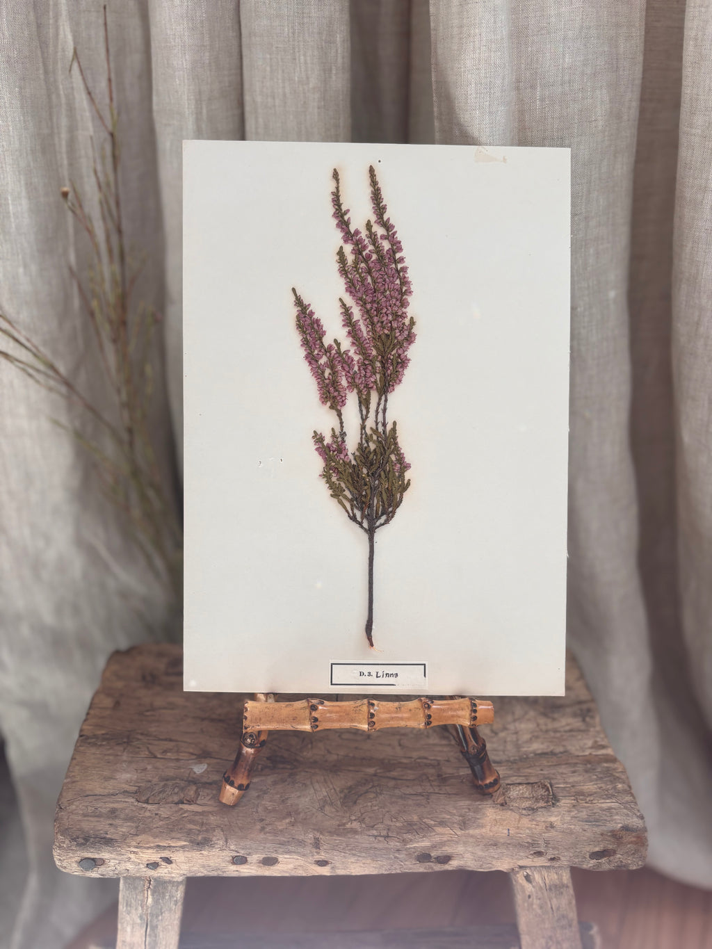 Vintage Pressed Swedish Herbarium D.3. Ljung (Heather)