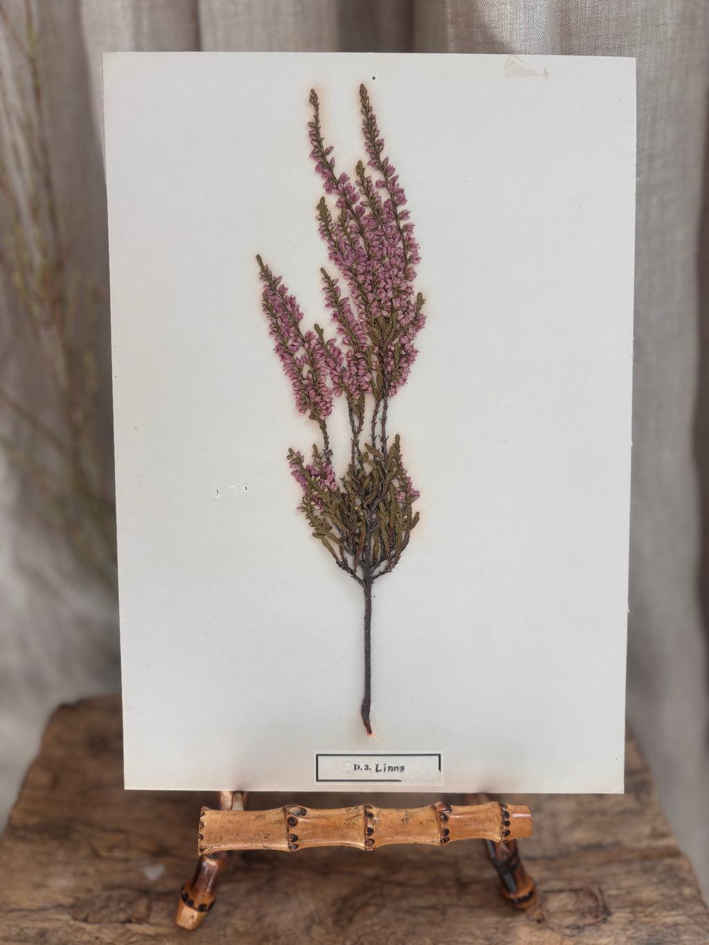 Vintage Pressed Swedish Herbarium D.3. Ljung (Heather)
