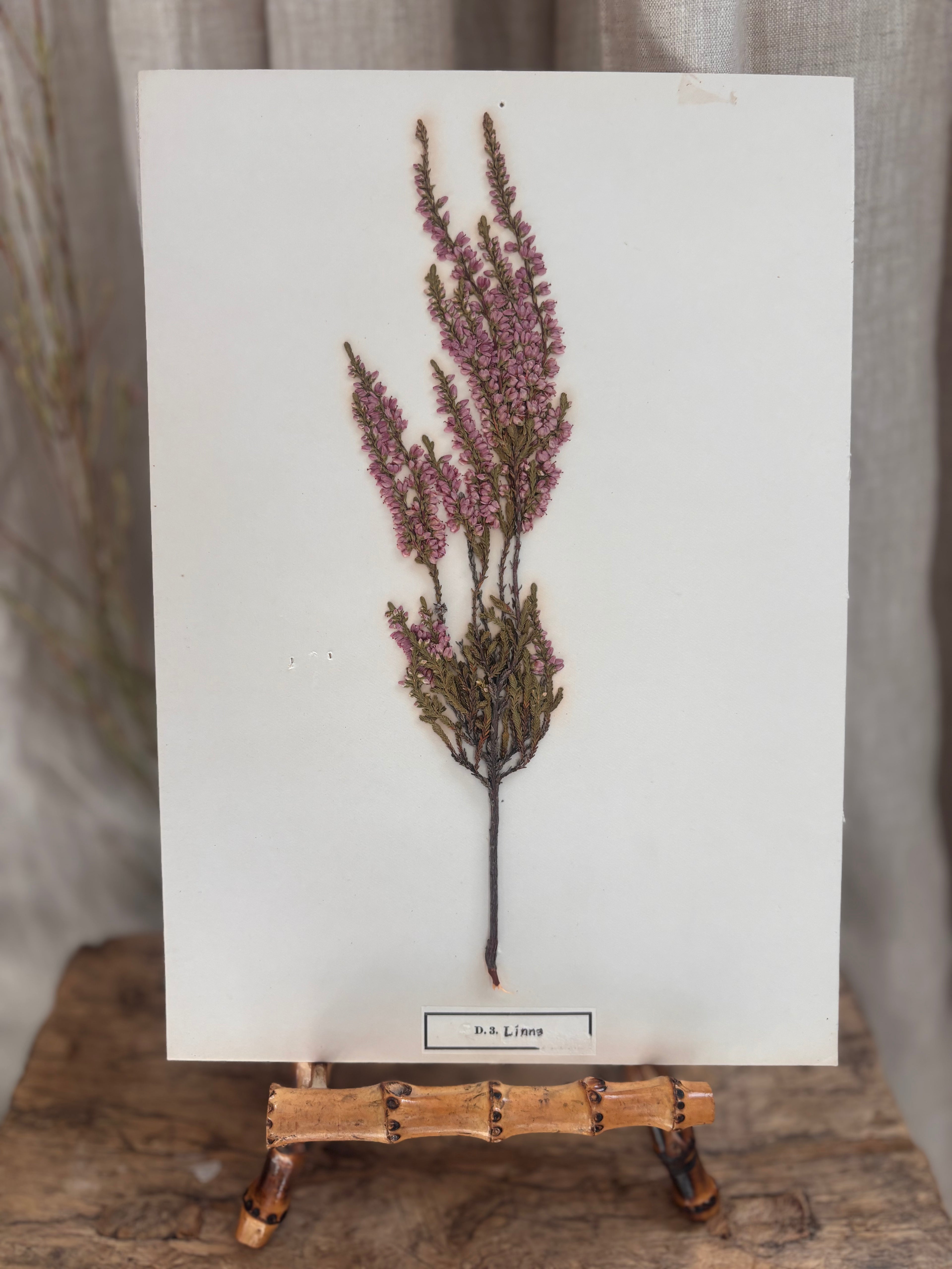 Vintage Pressed Swedish Herbarium D.3. Ljung (Heather)