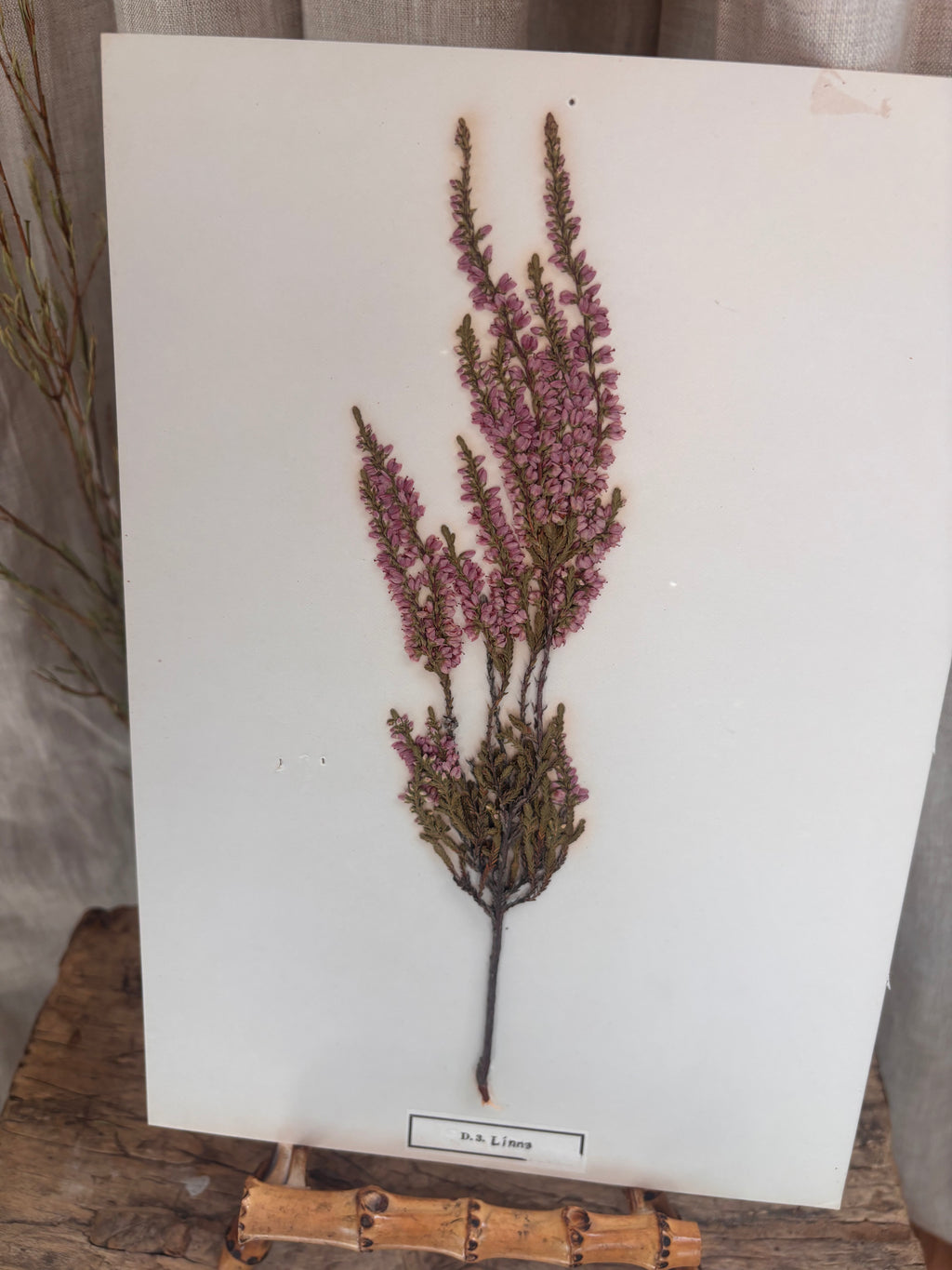 Vintage Pressed Swedish Herbarium D.3. Ljung (Heather)