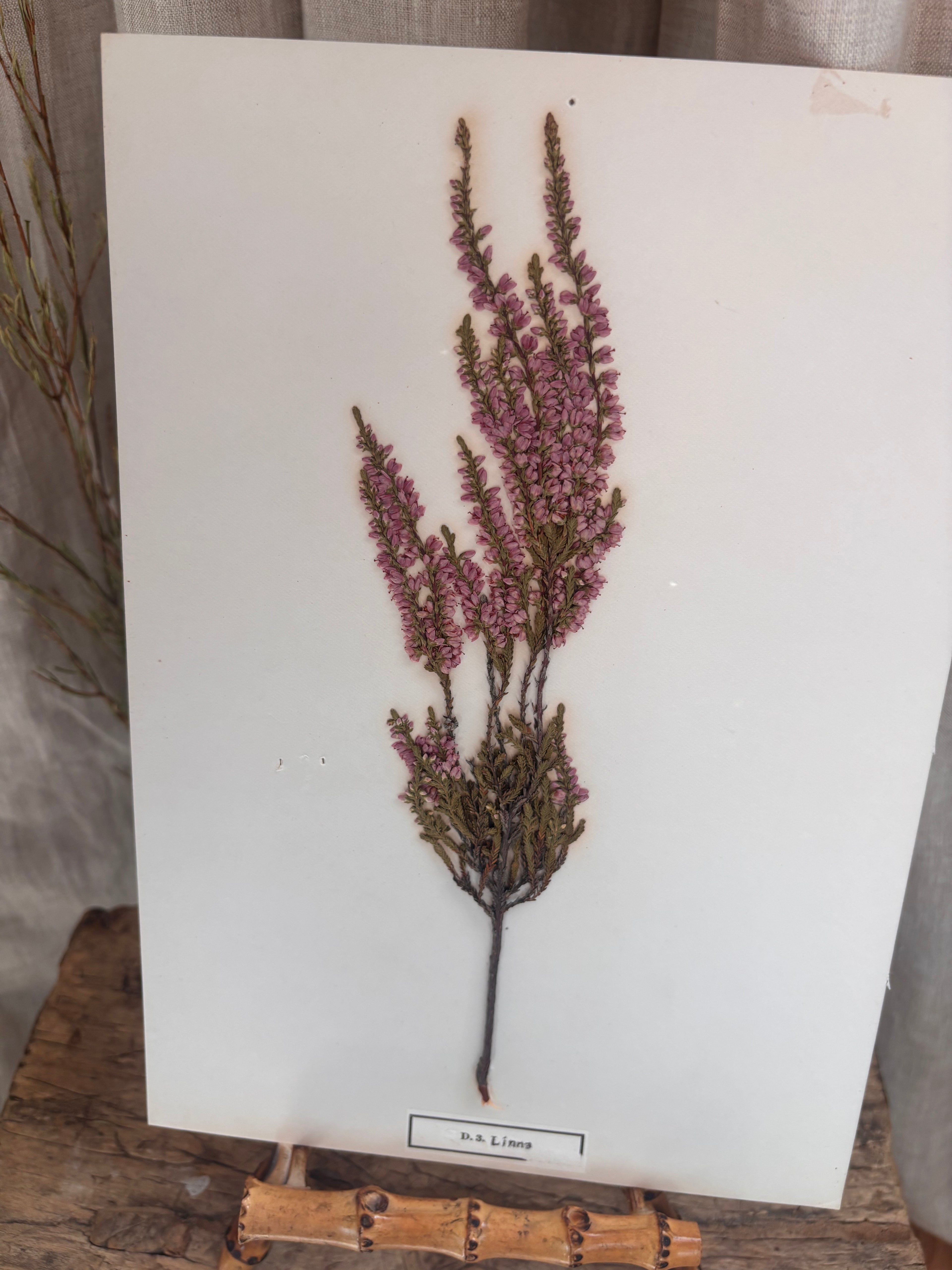 Vintage Pressed Swedish Herbarium D.3. Ljung (Heather)