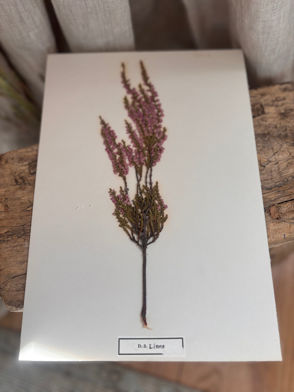 Vintage Pressed Swedish Herbarium D.3. Ljung (Heather)