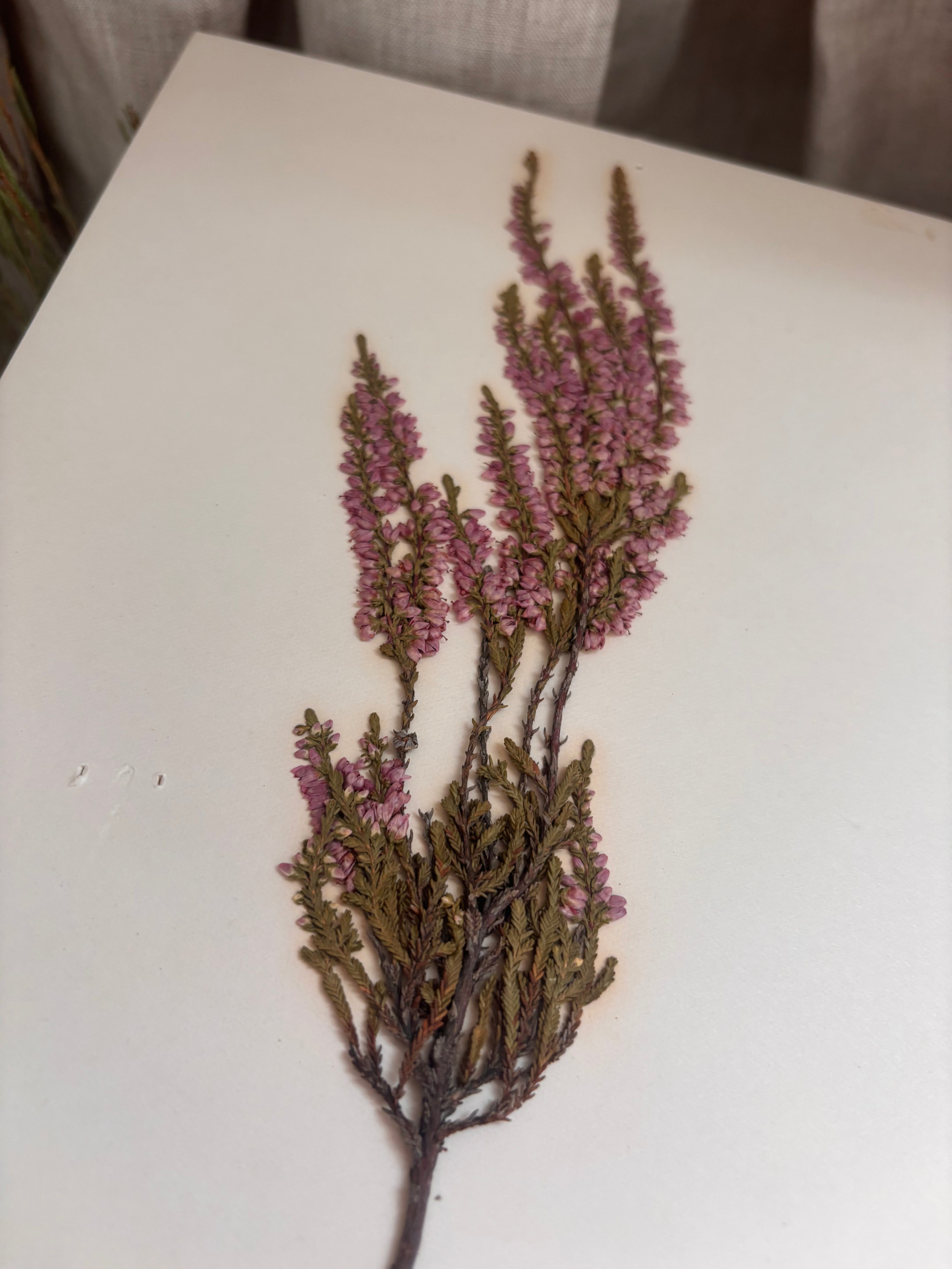 Vintage Pressed Swedish Herbarium D.3. Ljung (Heather)