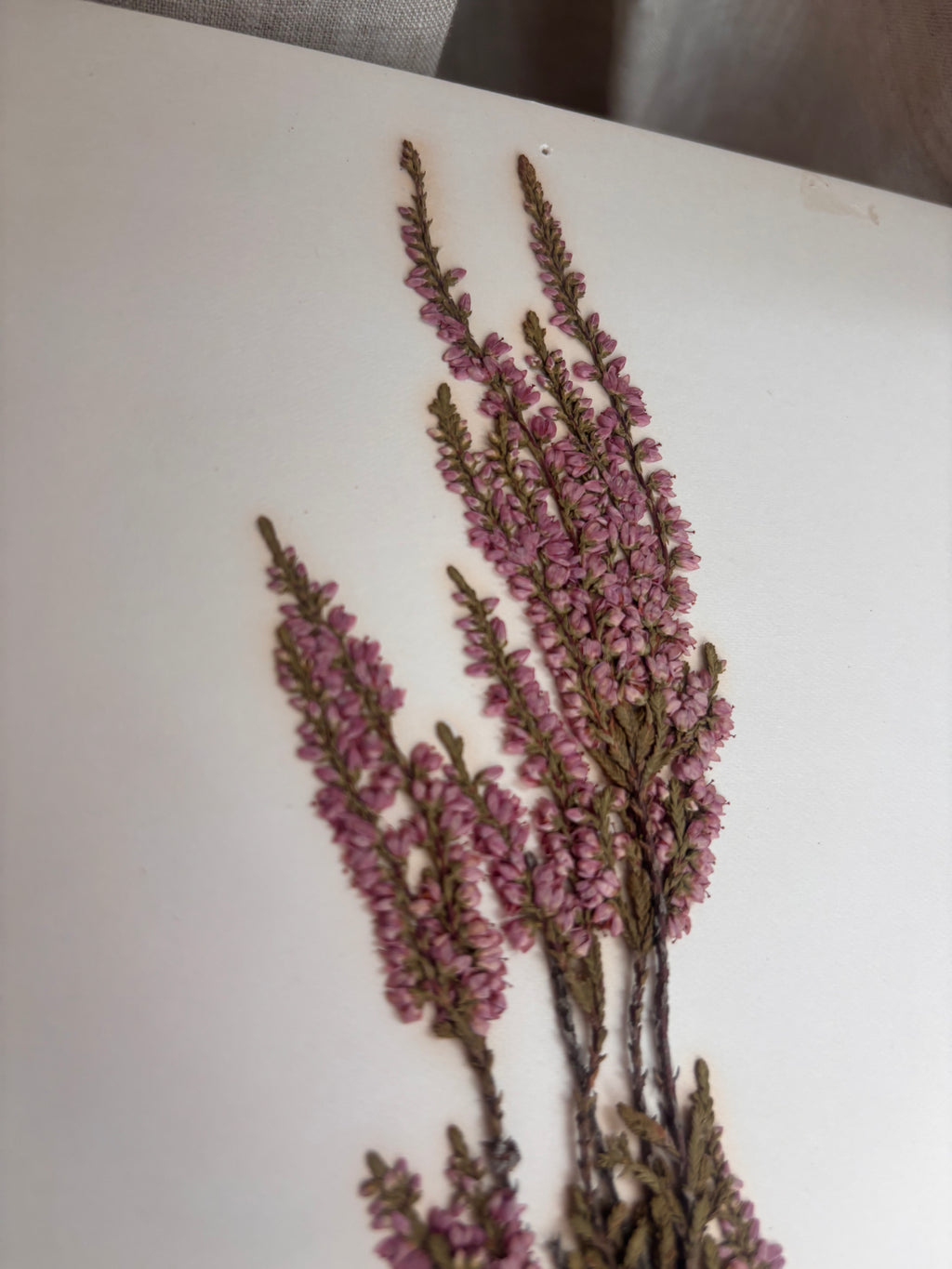 Vintage Pressed Swedish Herbarium D.3. Ljung (Heather)