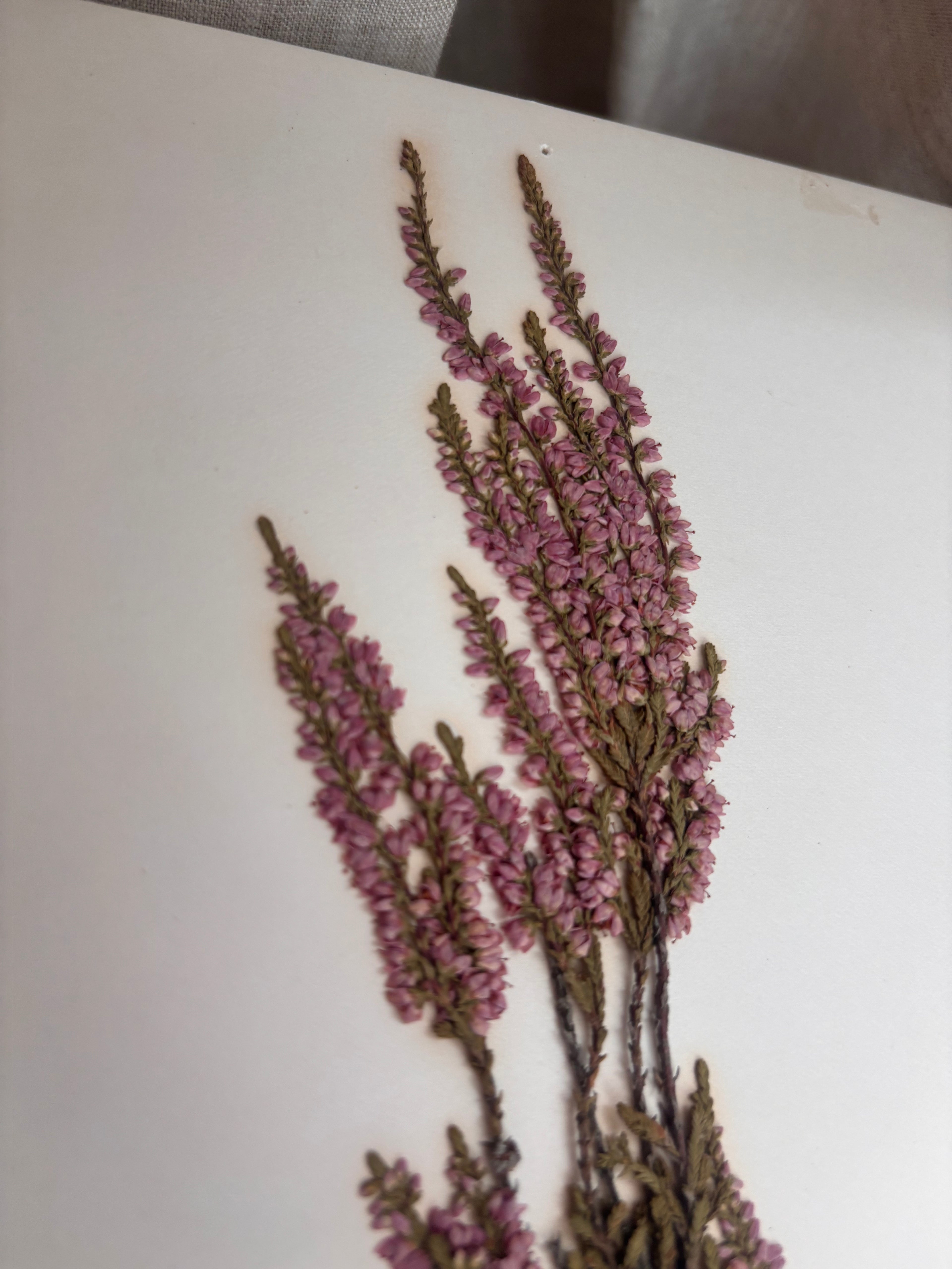 Vintage Pressed Swedish Herbarium D.3. Ljung (Heather)