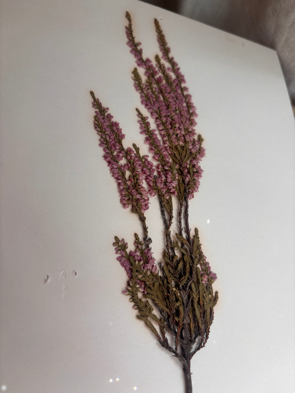 Vintage Pressed Swedish Herbarium D.3. Ljung (Heather)