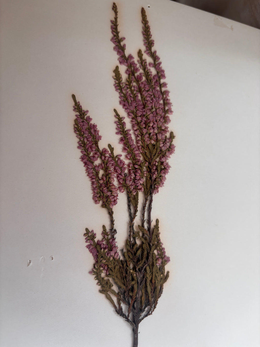 Vintage Pressed Swedish Herbarium D.3. Ljung (Heather)