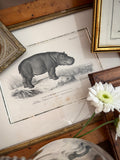 Antique Early 19th-Century French Hippopotamus Zoological Engraving in Custom Fine Frame