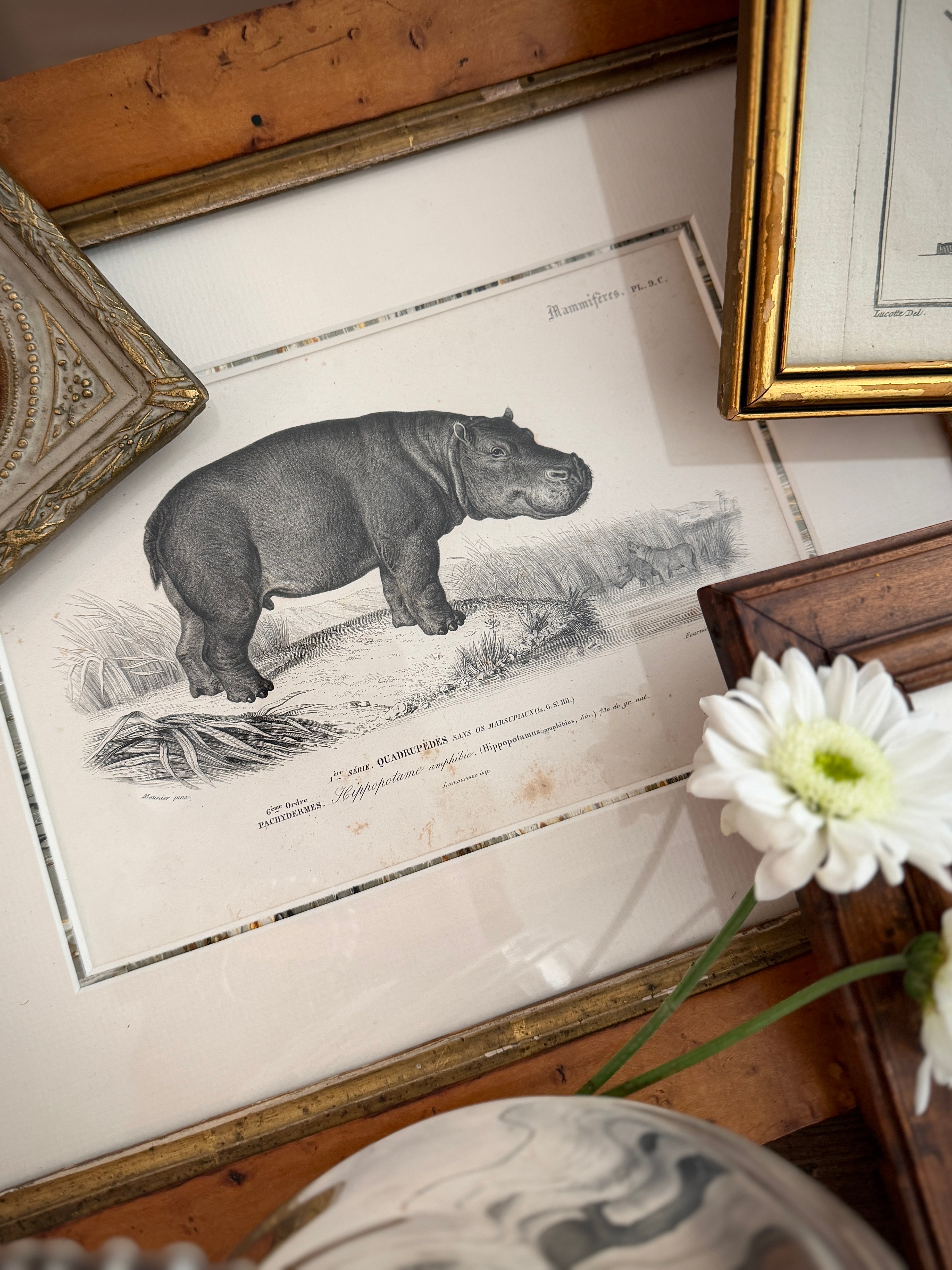 Antique Early 19th-Century French Hippopotamus Zoological Engraving in Custom Fine Frame