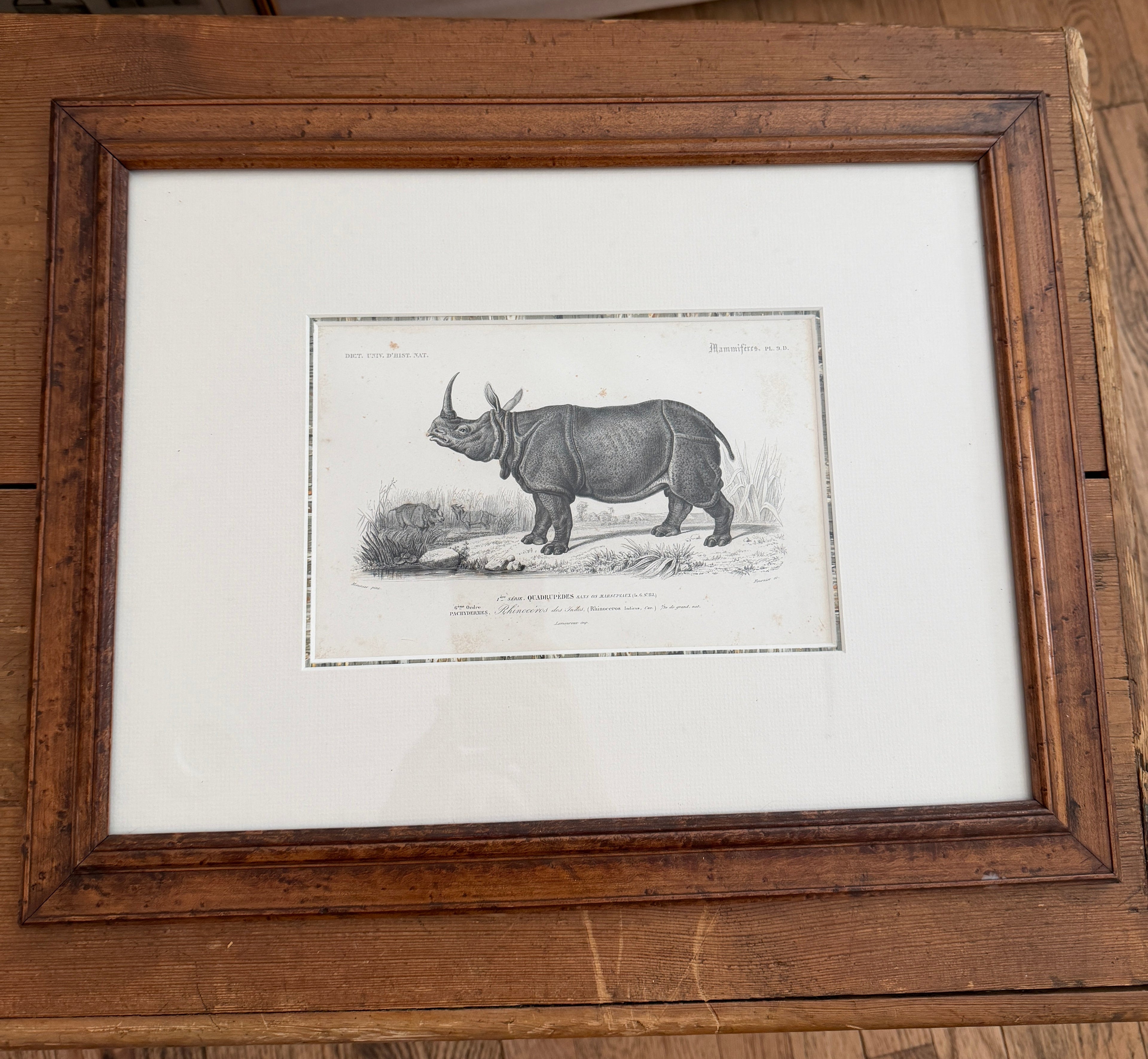 Antique Early 19th-Century French Indian Rhinoceros Zoological Engraving in Custom Fine Frame