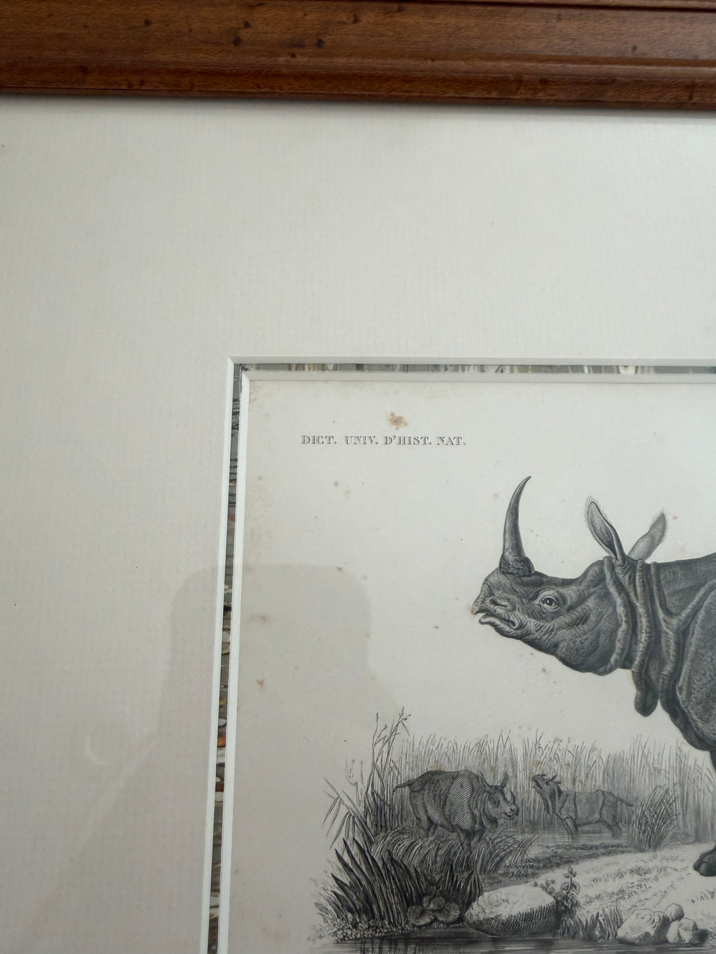 Antique Early 19th-Century French Indian Rhinoceros Zoological Engraving in Custom Fine Frame