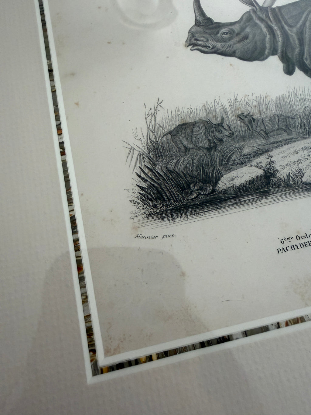 Antique Early 19th-Century French Indian Rhinoceros Zoological Engraving in Custom Fine Frame
