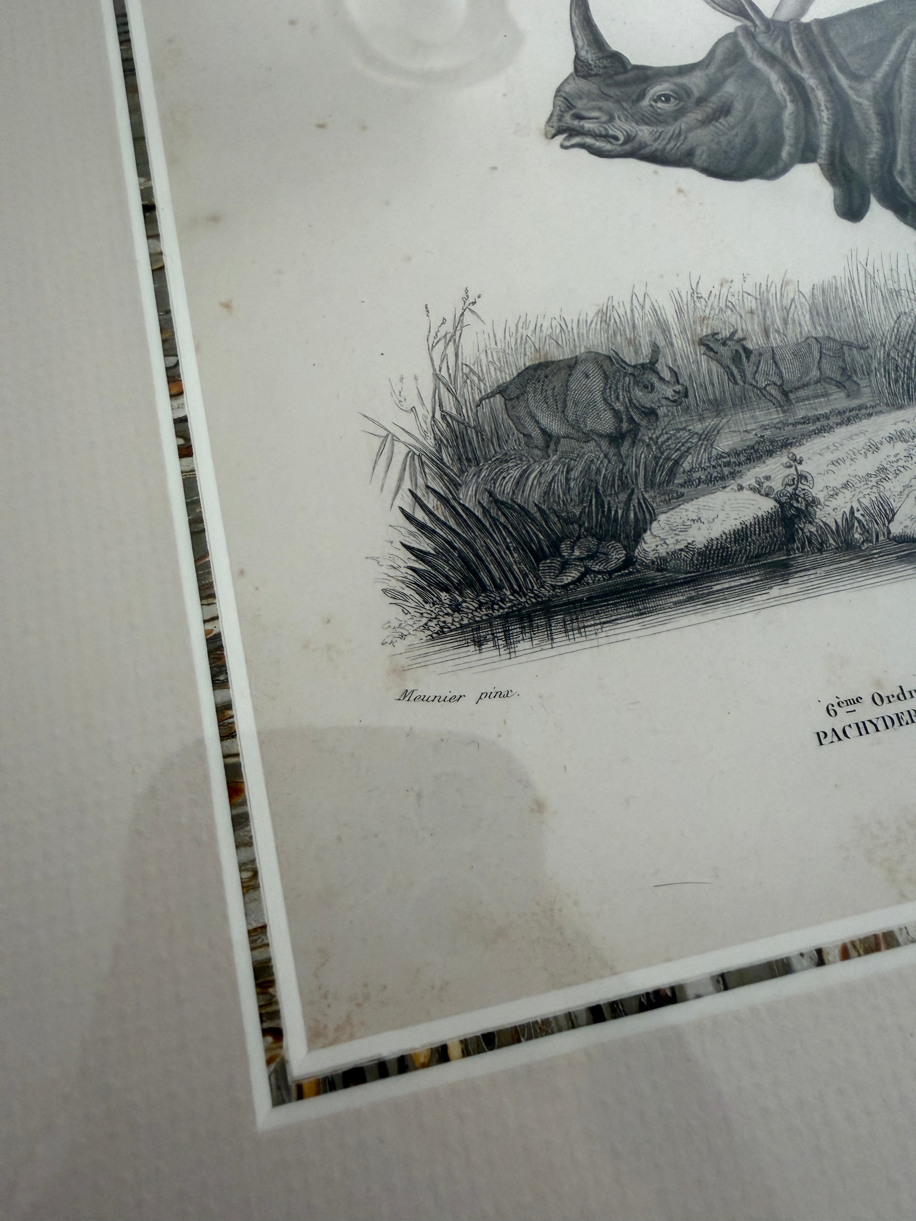 Antique Early 19th-Century French Indian Rhinoceros Zoological Engraving in Custom Fine Frame