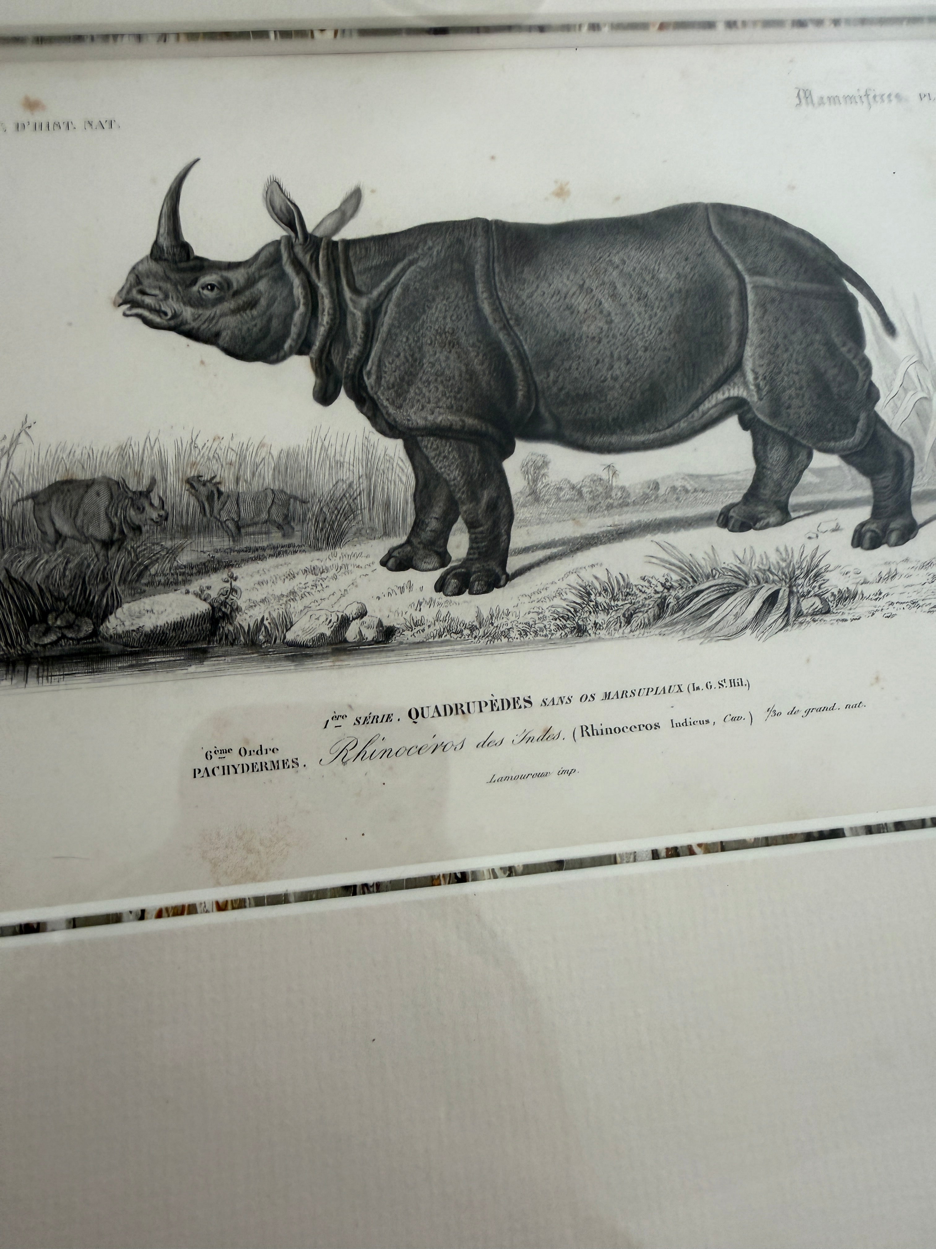 Antique Early 19th-Century French Indian Rhinoceros Zoological Engraving in Custom Fine Frame