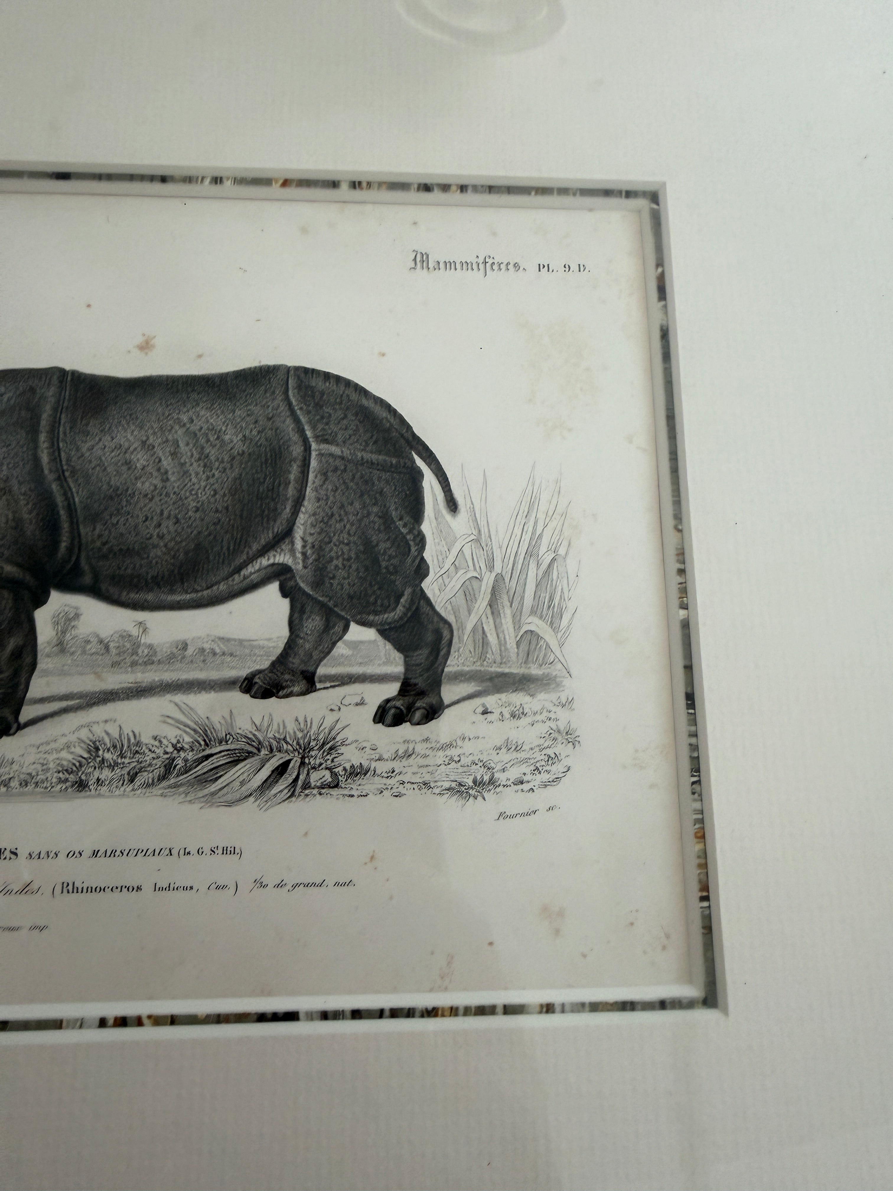 Antique Early 19th-Century French Indian Rhinoceros Zoological Engraving in Custom Fine Frame