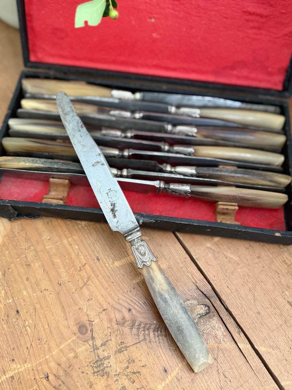 Antique French Horn-Handled Knife Set in Original Box