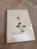 Vintage Pressed Swedish Herbarium B.7. Vitklöver (White Clover)