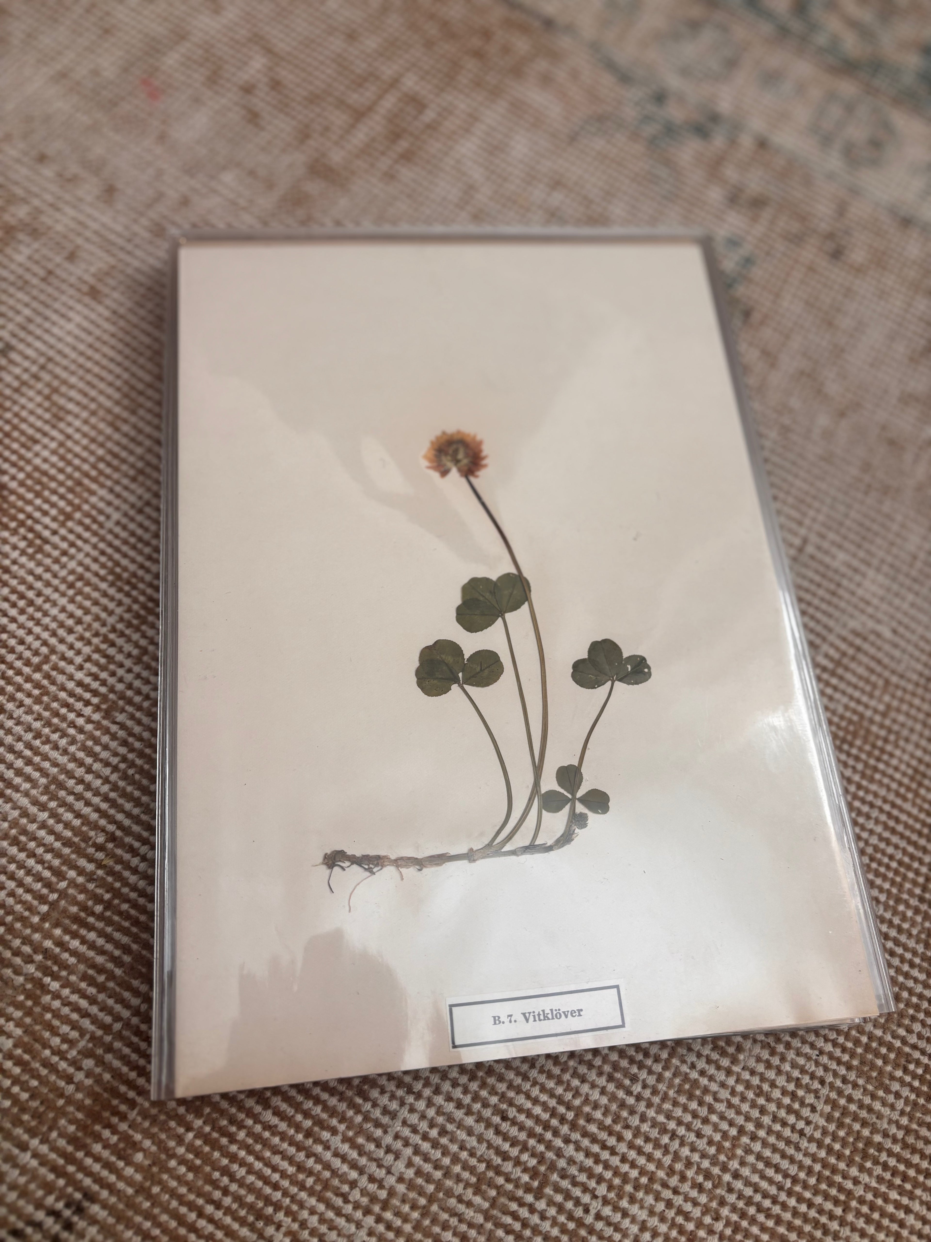 Vintage Pressed Swedish Herbarium B.7. Vitklöver (White Clover)