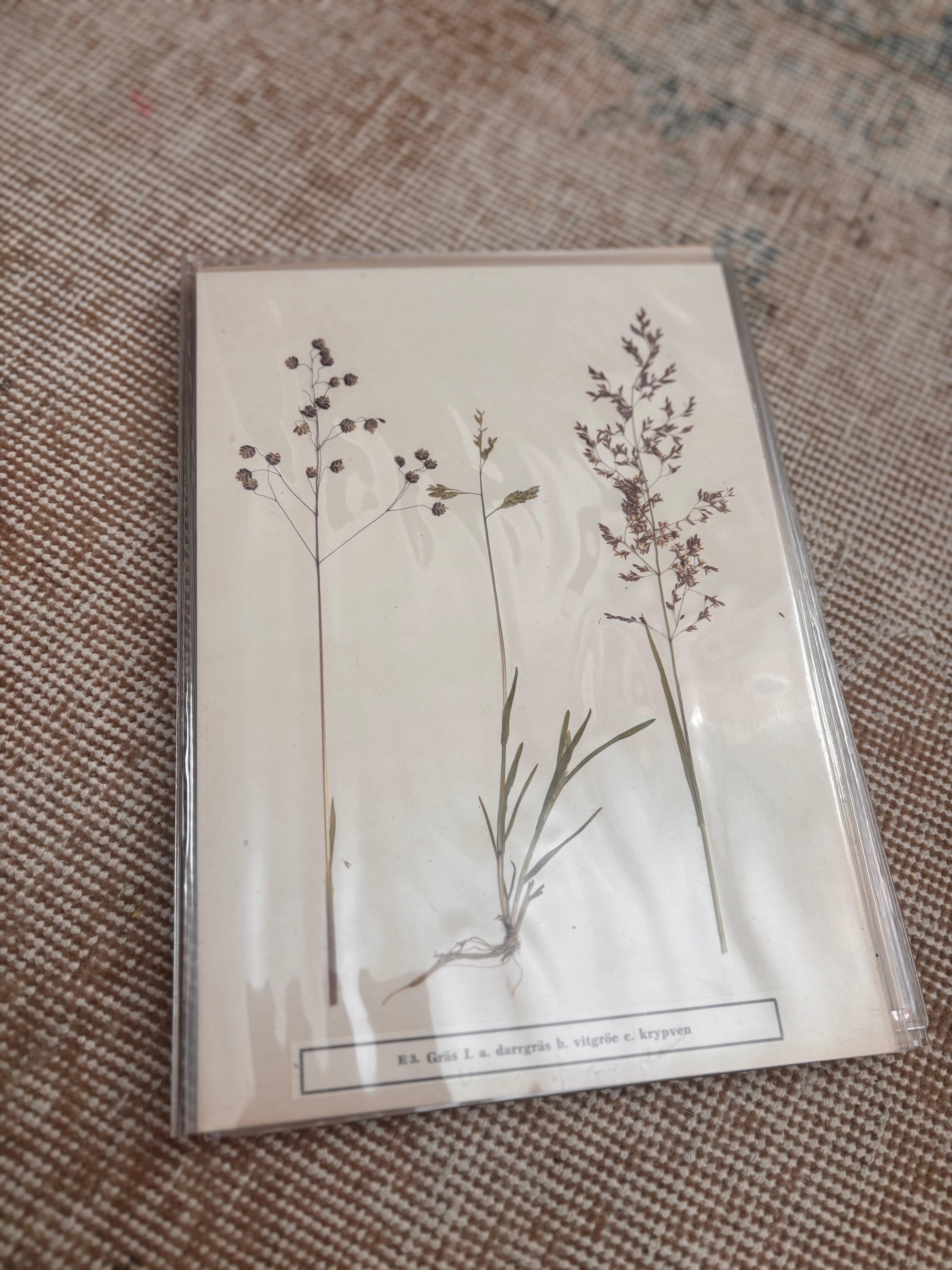 Vintage Pressed Swedish Herbarium E.3. Gräs I. a. darrgräs b. vitgröe c. krypven