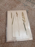 Vintage Pressed Swedish Herbarium E.4. Gräs II. a. ängskavle b. ängsväxt c. rörflen