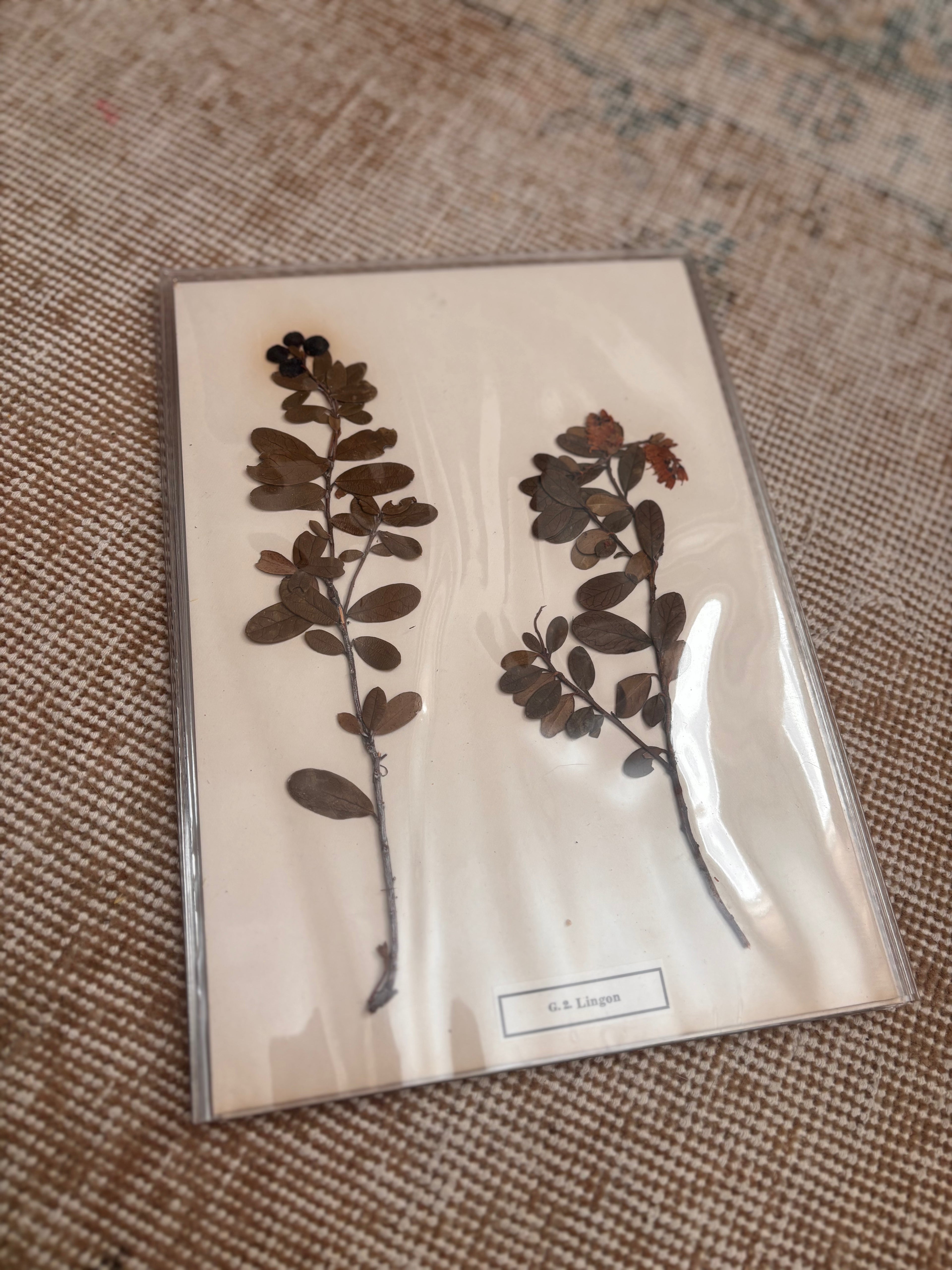 Vintage Pressed Swedish Herbarium G.2. Lingon (Lingonberry)