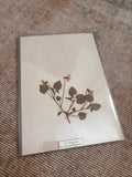 Vintage Pressed Swedish Herbarium F.4. Skogsviol (Wood Violet)