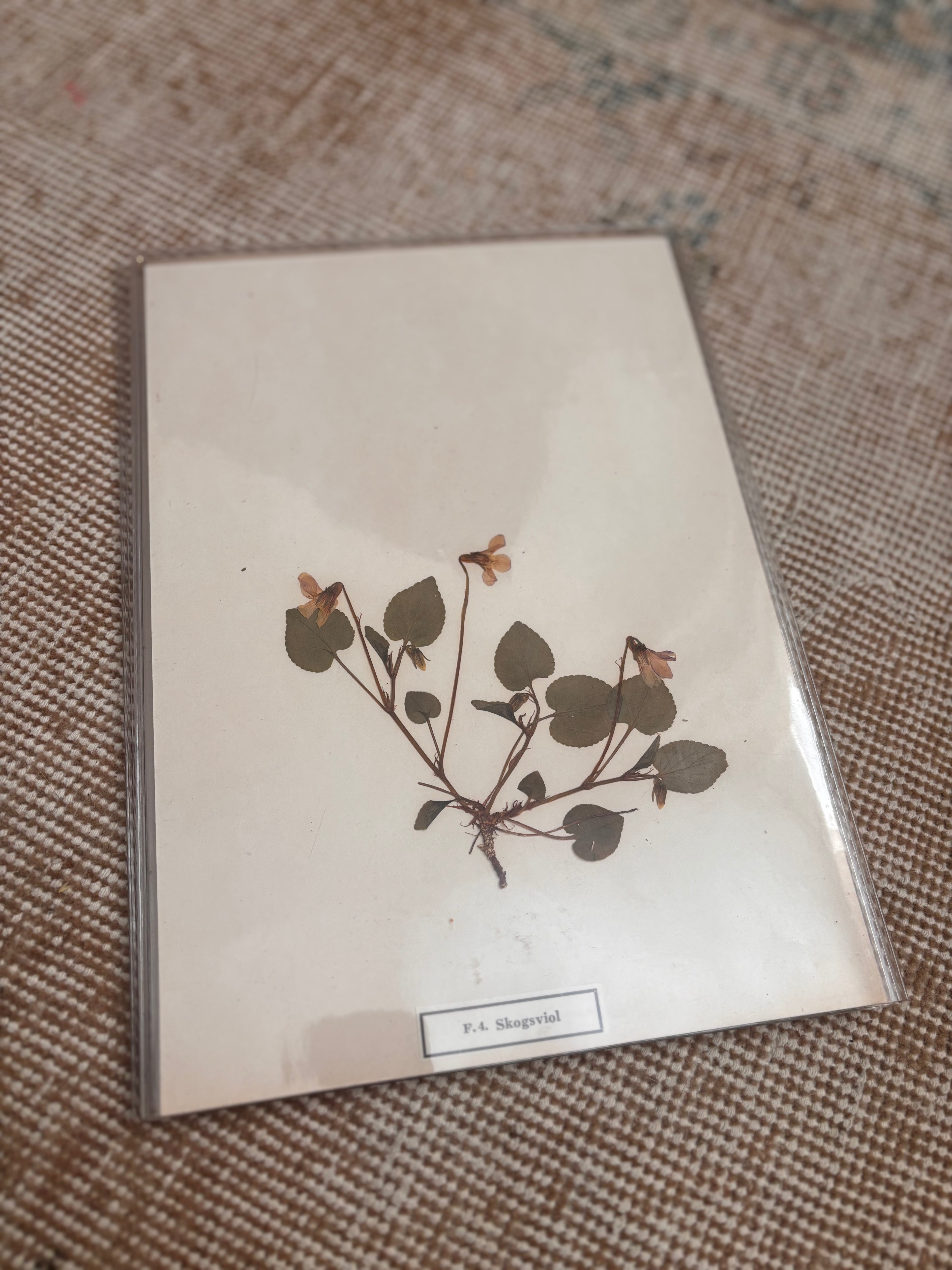 Vintage Pressed Swedish Herbarium F.4. Skogsviol (Wood Violet)
