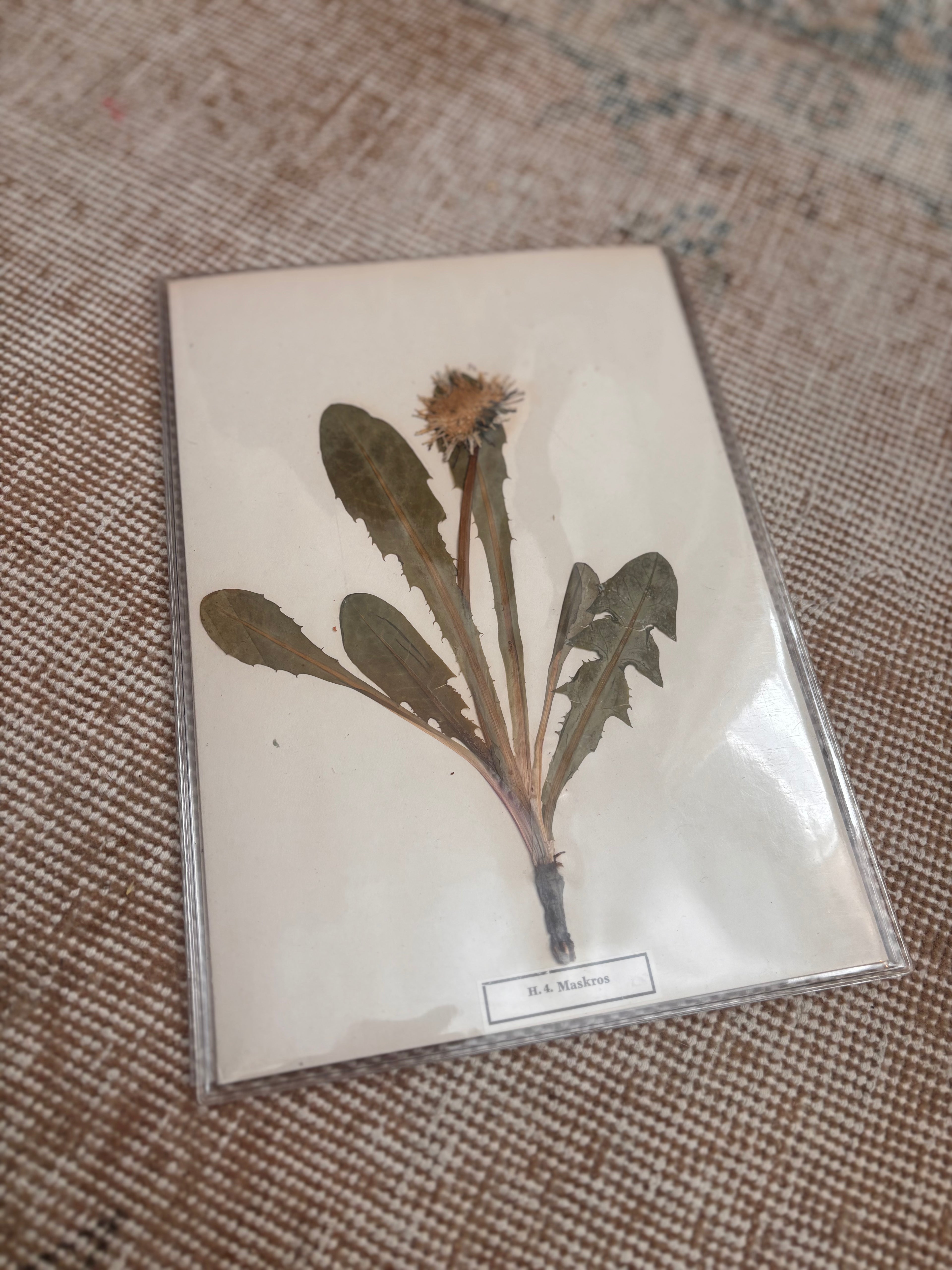 Vintage Pressed Swedish Herbarium H.4. Maskros (Dandelion)