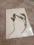 Vintage Pressed Swedish Herbarium D.2. Kråkbär (Crowberry)
