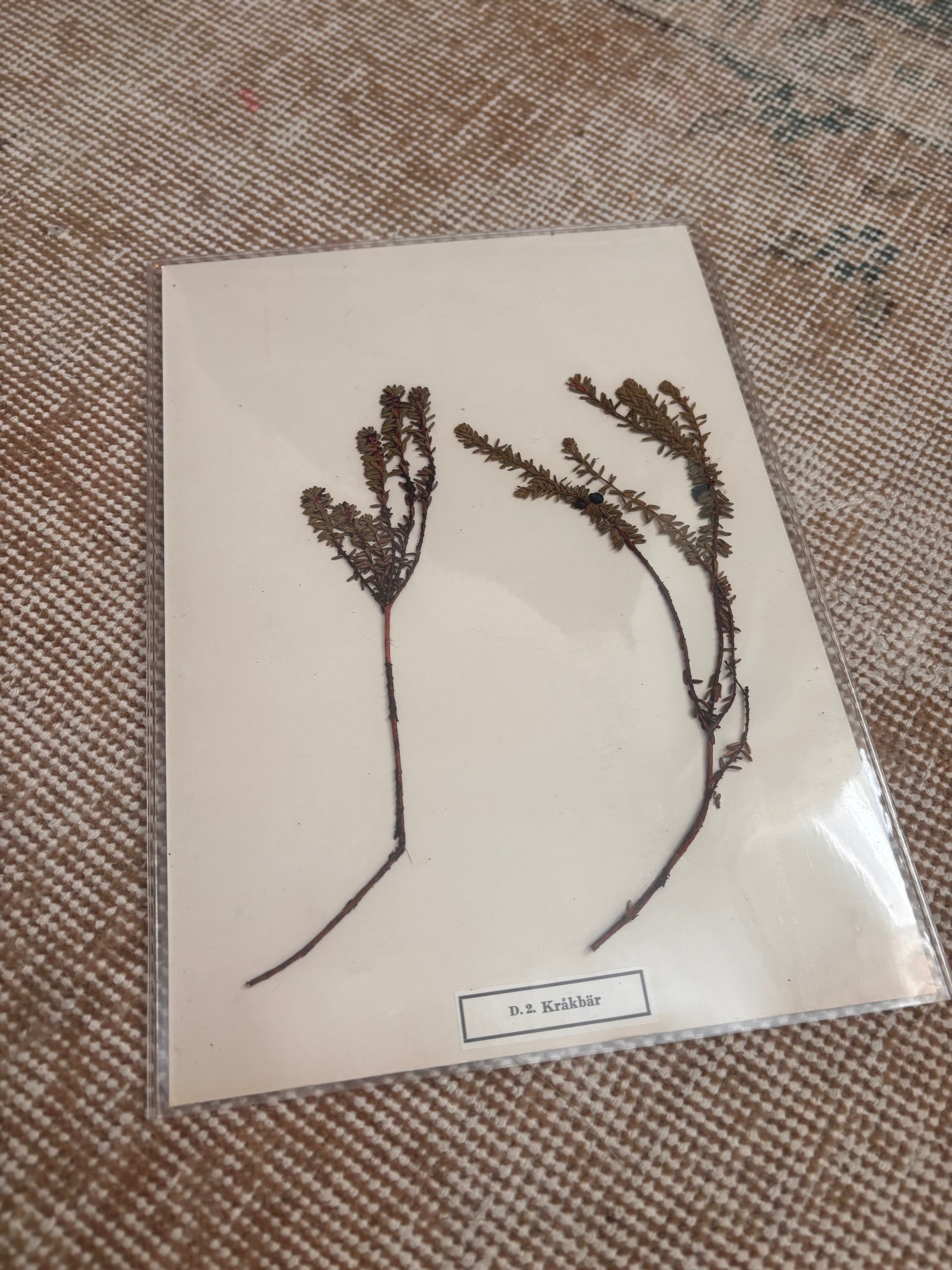 Vintage Pressed Swedish Herbarium D.2. Kråkbär (Crowberry)