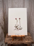 Vintage Pressed Swedish Herbarium E.5. Kattfot (Pussytoes)