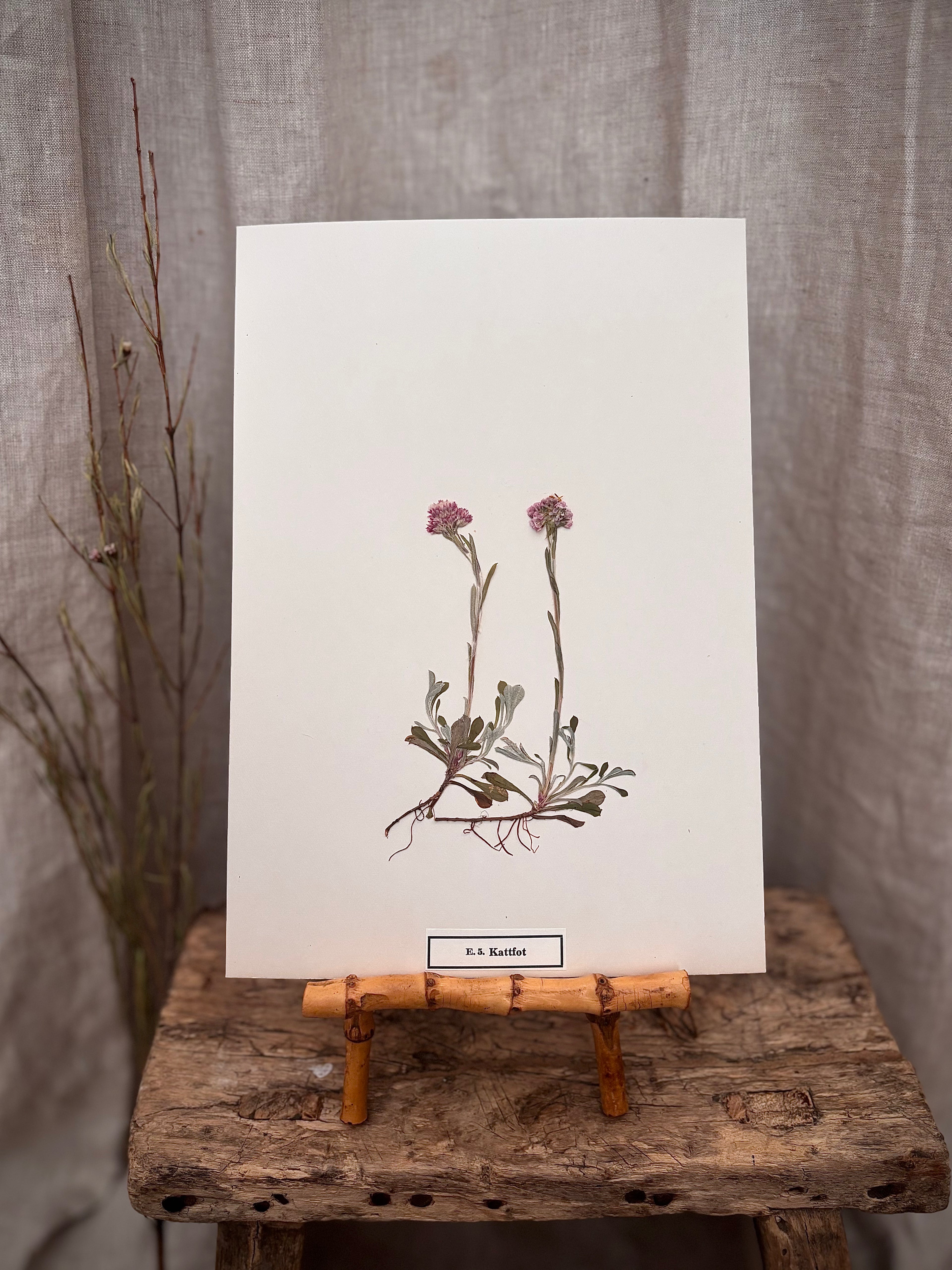 Vintage Pressed Swedish Herbarium E.5. Kattfot (Pussytoes)