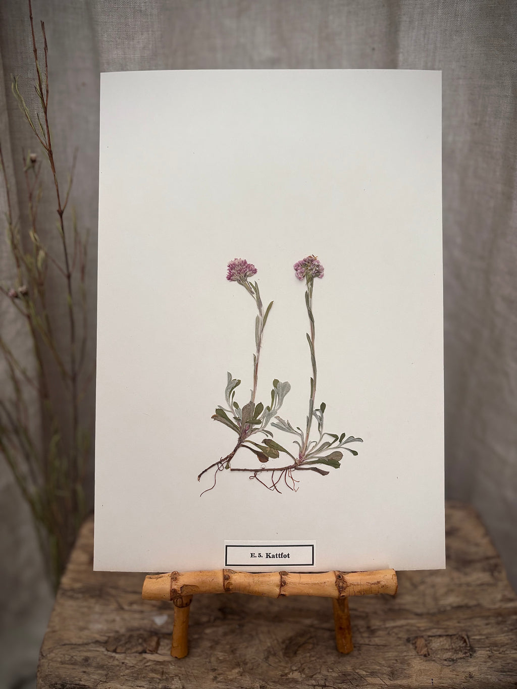Vintage Pressed Swedish Herbarium E.5. Kattfot (Pussytoes)