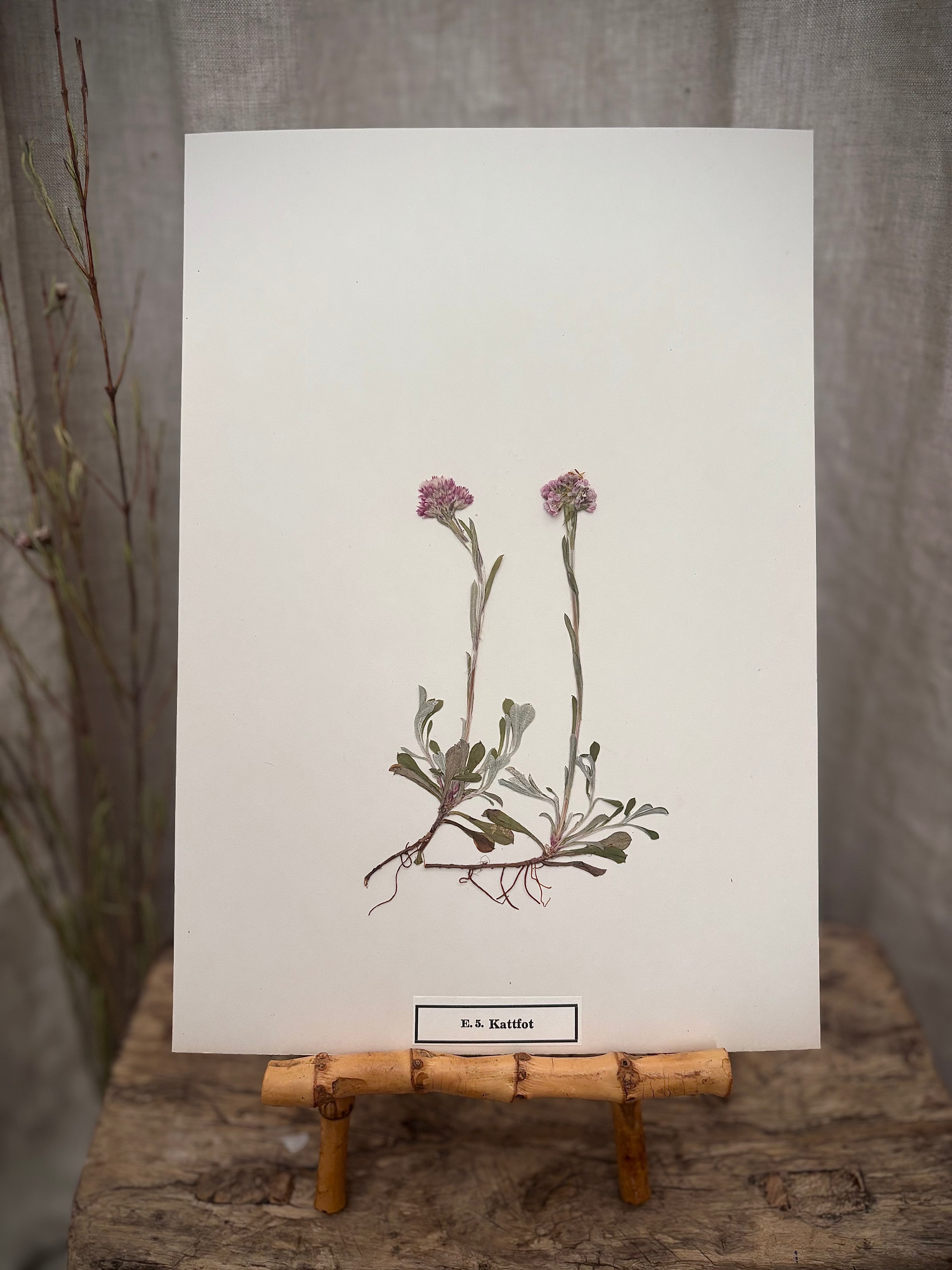 Vintage Pressed Swedish Herbarium E.5. Kattfot (Pussytoes)
