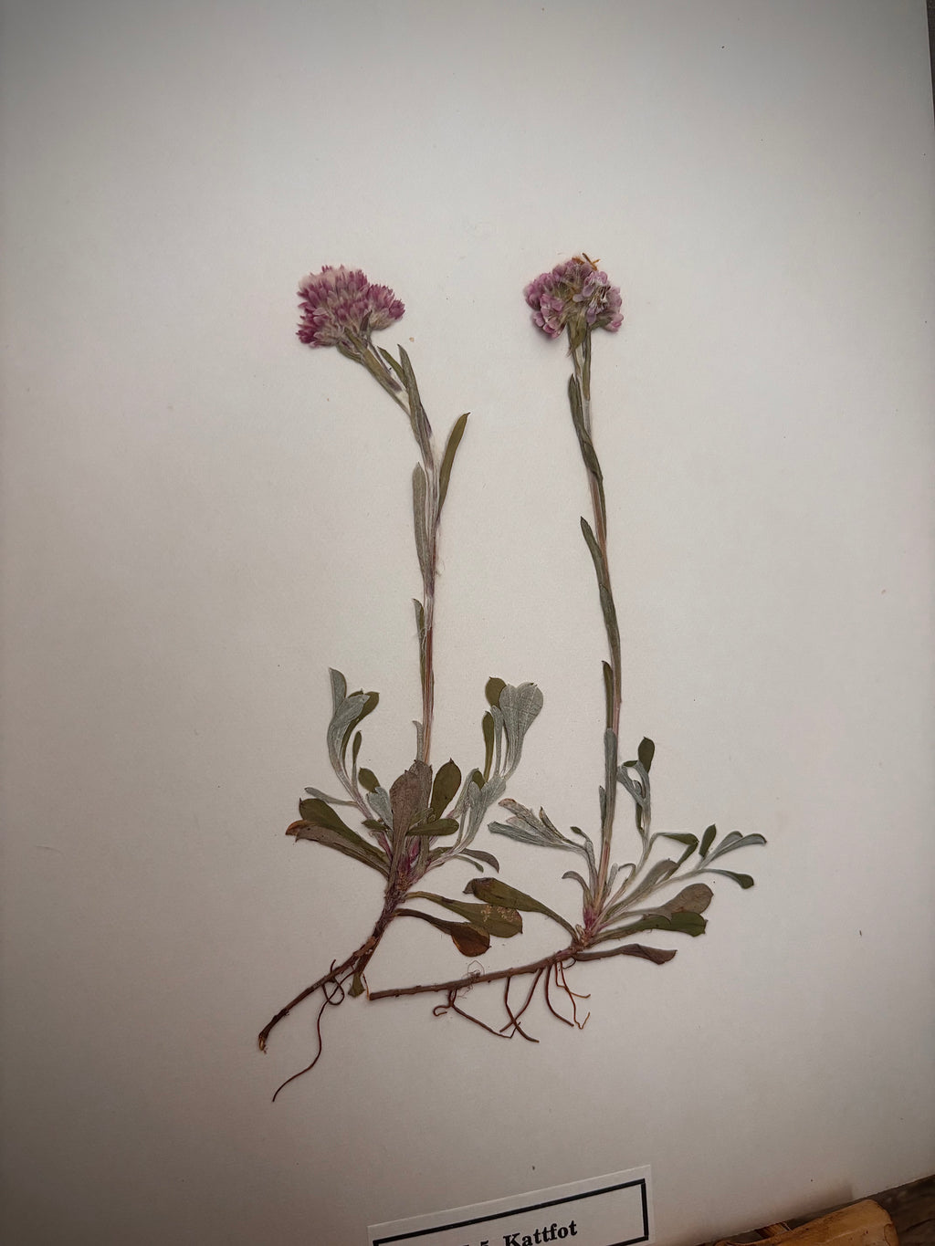 Vintage Pressed Swedish Herbarium E.5. Kattfot (Pussytoes)